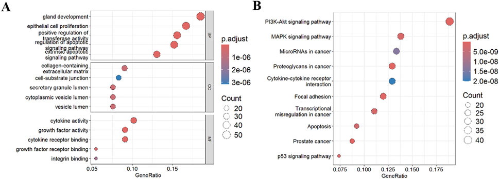 Panel A displays a dot plot of gene ontology enrichment analysis categorized by biological process (BP), cellular component (CC), and molecular function (MF). The x-axis shows the gene ratio, with dot sizes representing count and colors indicating p-adjustment values. Panel B shows a dot plot for KEGG pathway analysis, with the x-axis representing gene ratio and similar size and color coding for count and p-adjustment values. Key pathways include PI3K-Akt and MAPK signaling.