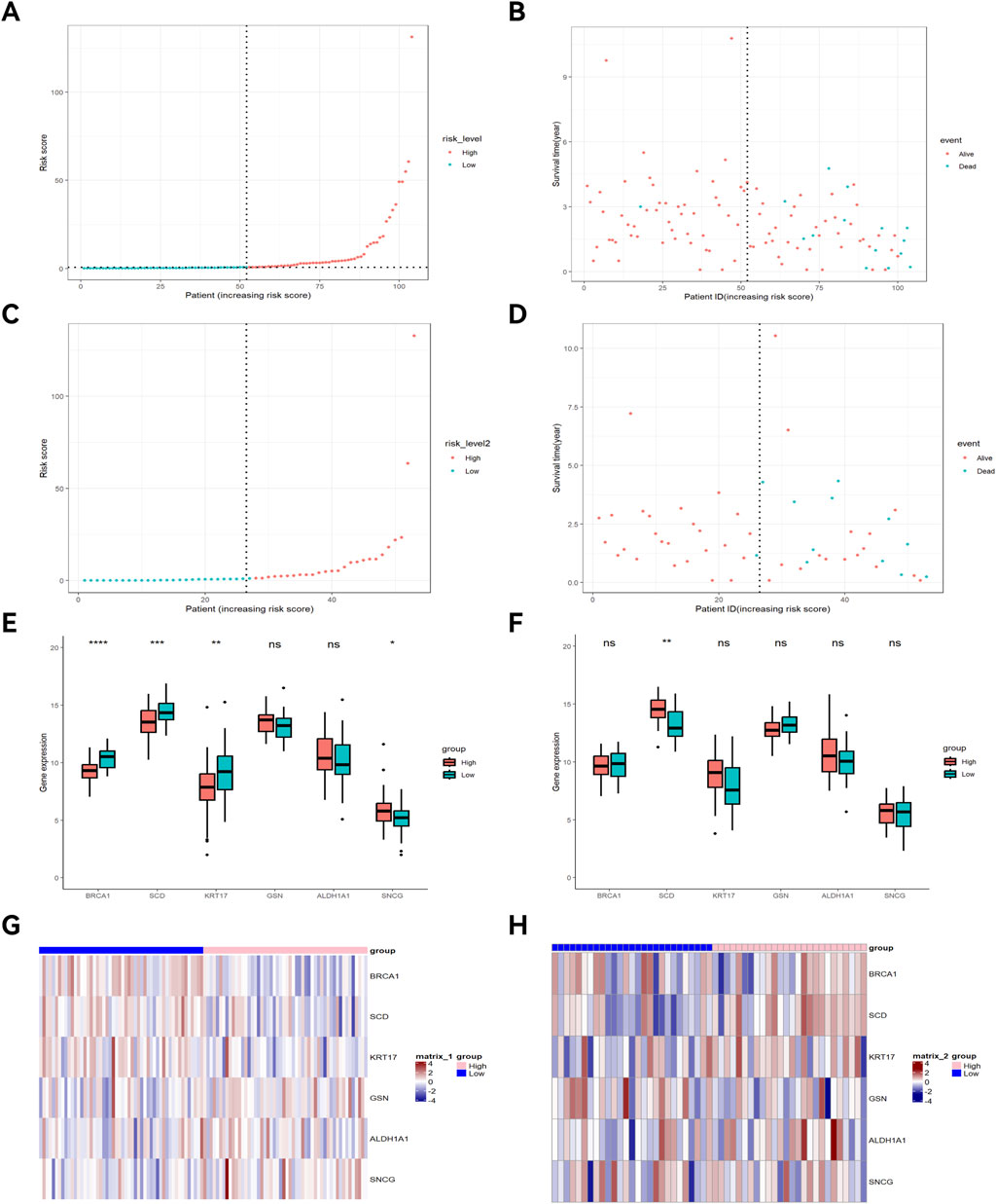 Composite of eight panels labeled A to H. Panels A and C are line graphs showing risk scores by patient, divided by high and low risk levels. Panels B and D scatter plot survival times against patient IDs with events labeled alive or dead. Panels E and F are box plots comparing gene expression levels for genes BRCA1, SCD, KRT17, GSN, ALDH1A1, and SNCG in high and low groups, with statistical significance indicated. Panels G and H are heatmaps displaying gene expression levels with color gradients, categorized by high and low groups.