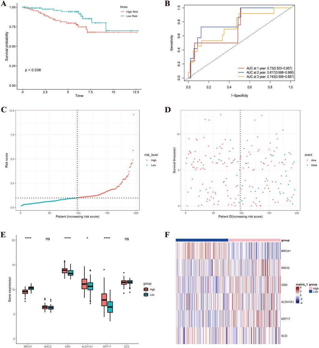 A group of six panels with data visualizations: Panel A shows a survival curve comparing high risk and low risk groups with a p-value of 0.036. Panel B is a ROC curve with AUC values for one, two, and three years. Panel C depicts a risk score distribution for patients labeled by risk level. Panel D is a scatter plot showing survival time by risk score, indicating events of being alive or dead. Panel E presents box plots comparing gene expression levels across different genes for high and low groups. Panel F is a heatmap displaying gene expression for various genes, categorized by risk group.