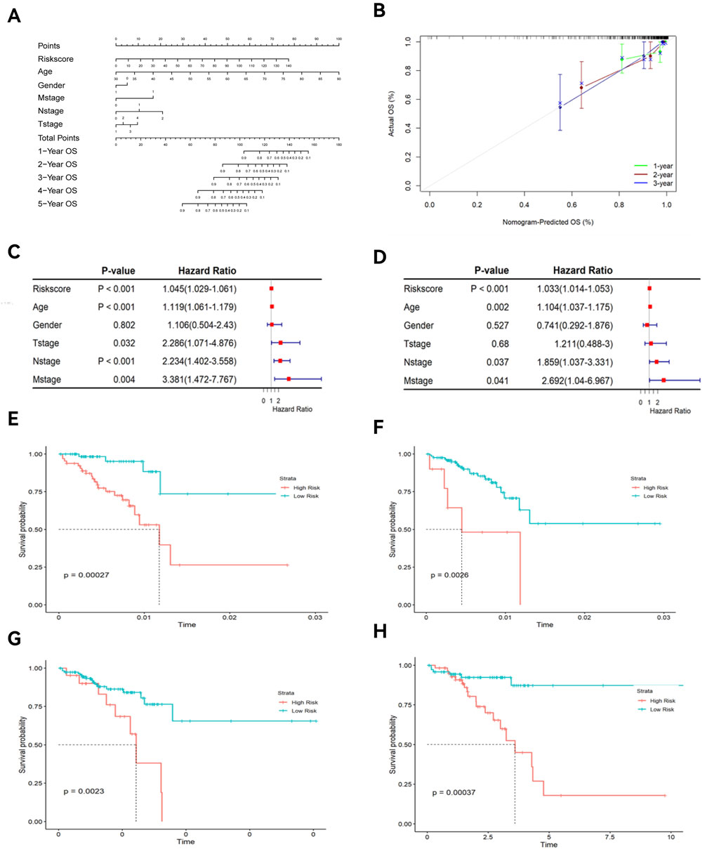 A composite image with several data visualizations:A) A nomogram predicting overall survival (OS) at 1, 2, 3, 4, and 5 years based on risk score, age, gender, and cancer stage.B) A calibration plot comparing actual versus predicted OS at 1, 2, and 3 years with color-coded lines.C) A table showing hazard ratios and p-values for risk score, age, gender, and cancer stages, with a forest plot.D) Similar table and forest plot with different hazard ratios.E-H) Kaplan-Meier survival curves for high and low-risk groups over time, with p-values indicating statistical significance.