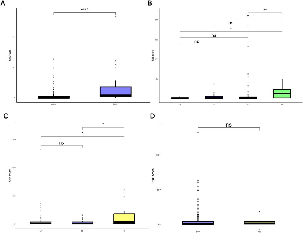 Box plots show risk scores in four panels. Panel A compares 'Alive' and 'Dead' groups, with higher scores in 'Dead' (significant difference). Panel B shows increasing scores from T1 to T4 stages, with T4 significantly higher. Panel C compares N0, N1, N2 groups, indicating higher scores in N2. Panel D compares M0 and M1 groups, showing no significant difference.