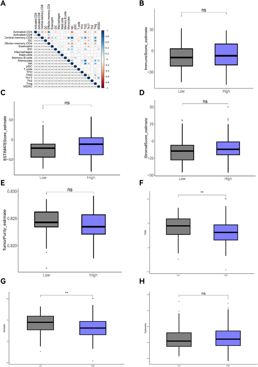 A series of graphs show correlations and comparisons. Panel A displays a correlation heatmap of different immune and cell types, with a color scale from negative one to one. Panels B through H each feature box plots comparing