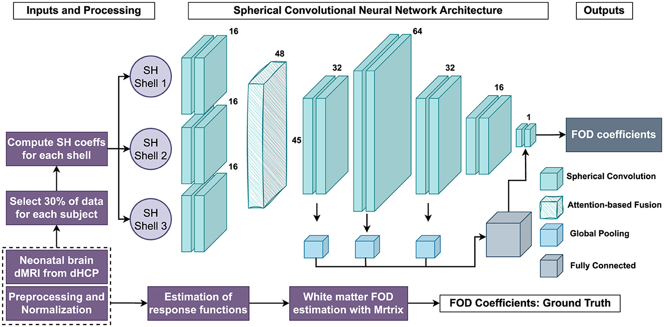 Diagram of a spherical convolutional neural network architecture for processing neonatal brain dMRI data. It shows the flow from inputs, including preprocessing, SH coefficients computation, and data selection, through layers of spherical convolution, attention-based fusion, global pooling, and fully connected layers, ending with FOD coefficients output.