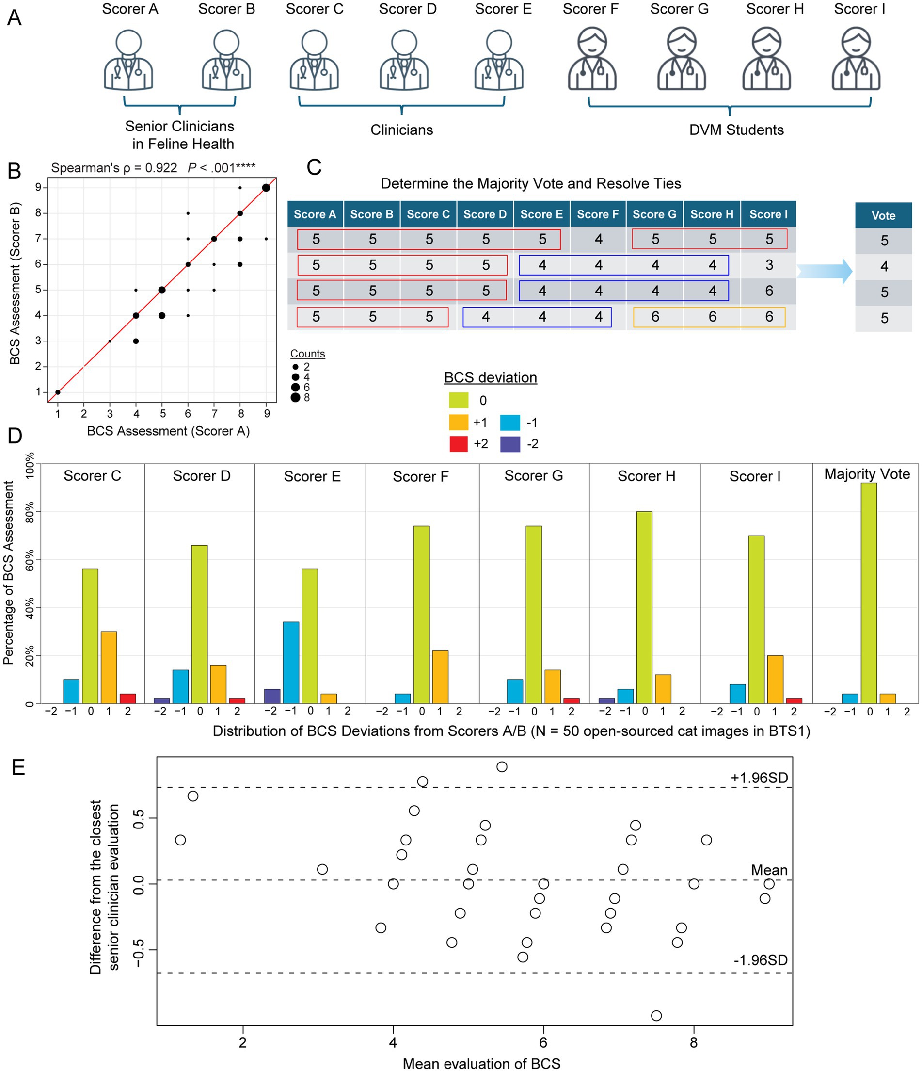 Diagram illustrating a study on Body Condition Scoring (BCS) with categories including senior clinicians and students. Panel A shows scorers categorized into groups. Panel B is a scatter plot comparing BCS assessments between two senior clinician scorers, showing a strong correlation (Spearman’s ρ = 0.922). Panel C displays a table used to determine majority votes in BCS, highlighting deviations. Panel D contains bar charts detailing the distribution of BCS deviations across scorers compared to a majority vote. Panel E is a Bland-Altman plot showing differences in BCS evaluations relative to the mean evaluation, with standard deviation lines.