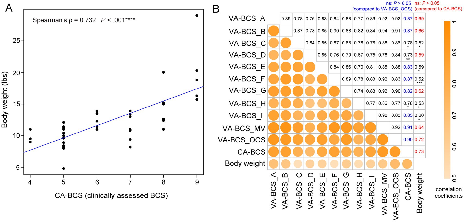 Scatter plot (A) shows a positive correlation between CA-BCS and body weight with a Spearman's rho of 0.732, p <.001. Correlation matrix (B) displays relationships among different VA-BCS methods, CA-BCS, and body weight. Correlation strengths range from 0.5 to 1, indicated by the color gradient from light to dark orange.