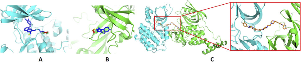 Three molecular structures labeled A, B, and C. A and B show molecules in cyan and green, respectively, each with a complex bound ligand highlighted in blue. C depicts an overview of both structures interacting, with a red box zooming in on the binding site, showing ligands in orange.