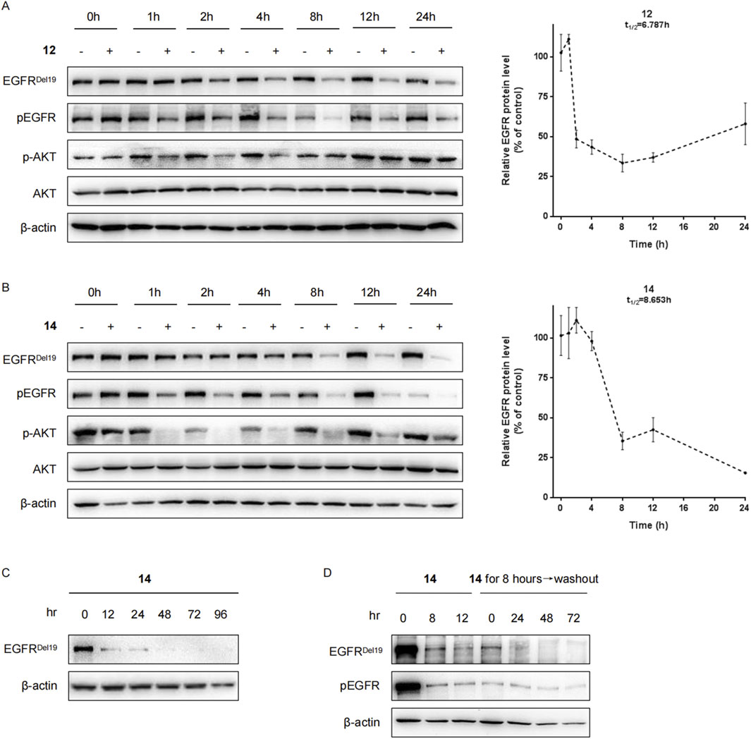 Western blot analysis and graphs showing the effects of compounds on EGFR and related protein levels at various time points (0 to 24 hours). Panels A and B compare two compounds, labeled 12 and 14, with relative EGFR protein levels plotted on the right. Panels C and D detail time-dependent effects of compound 14 and a washout experiment, respectively, with EGFR and β-actin bands displayed.