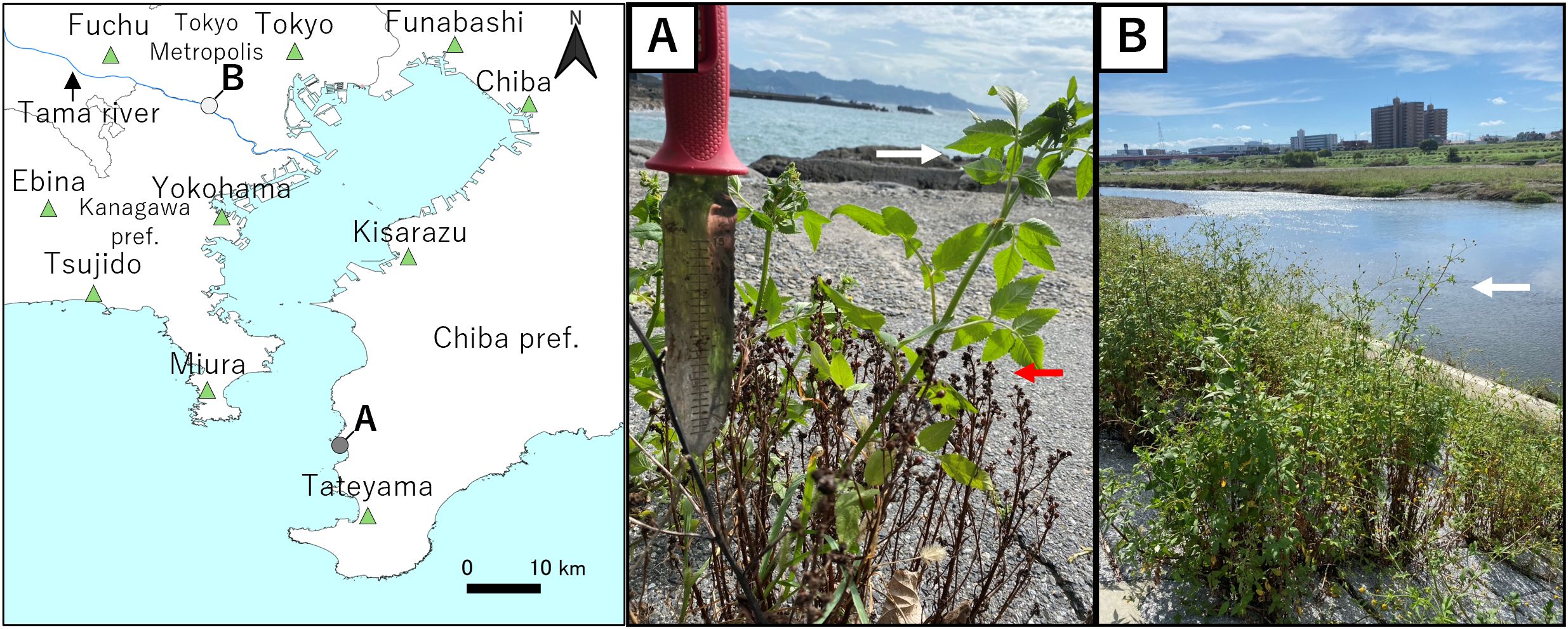 Map and photographs depicting locations and vegetation. The map on the left shows parts of Tokyo, Kanagawa, and Chiba prefectures with key places marked. Image A shows a coastal site near Tateyama with a plant beside a tool, indicating the focus on specific plant species. Image B depicts a riverside view of the Tama River with urban buildings in the background and plants growing along the bank, emphasizing the vegetation.