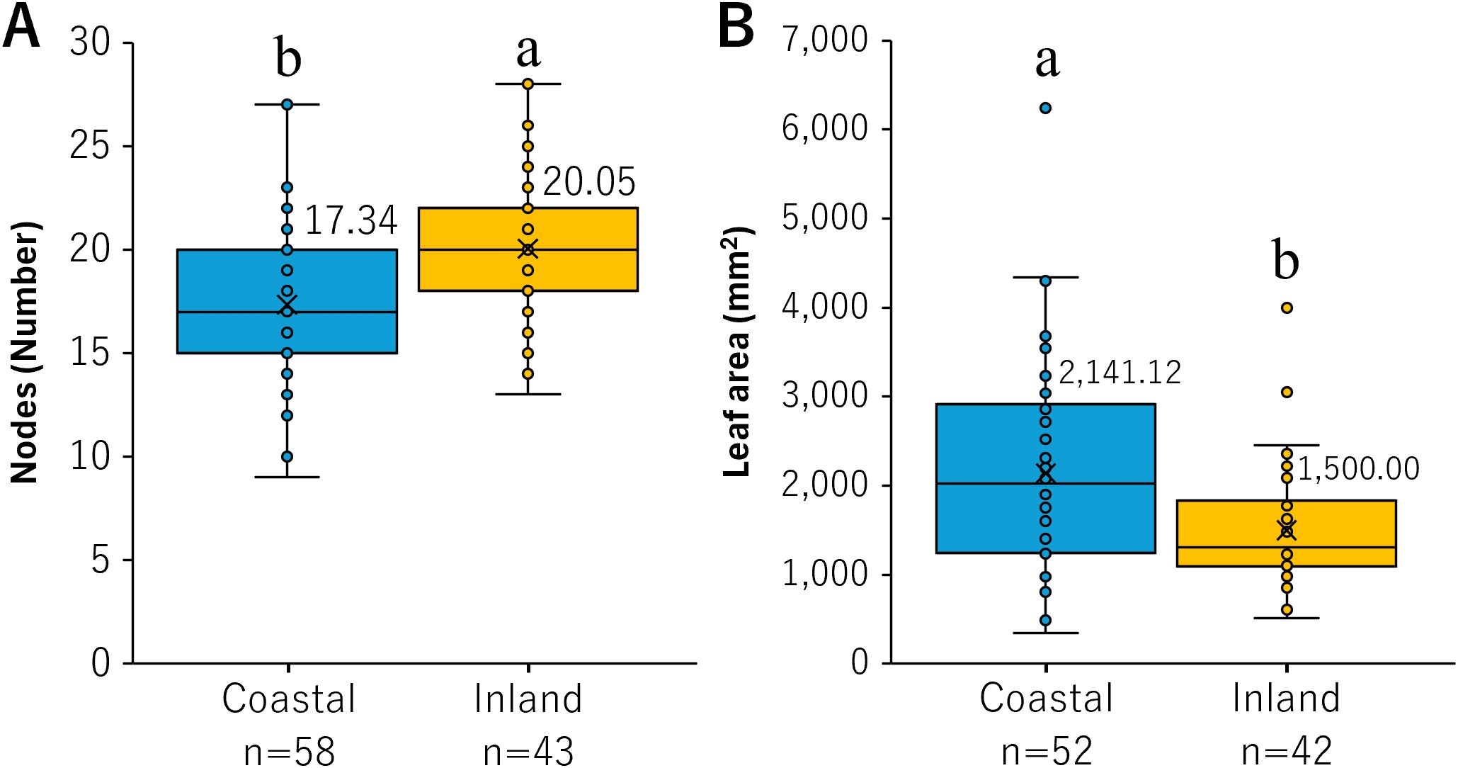 Box plots comparing A) number of nodes and B) leaf area in coastal and inland plants. Coastal plants (blue boxes) show a mean node number of 17.34 and a mean leaf area of 2,141.12 mm². Inland plants (yellow boxes) show a mean node number of 20.05 and a mean leaf area of 1,500.00 mm². Sample sizes are n=58 for coastal nodes, n=43 for inland nodes, n=52 for coastal leaf area, and n=42 for inland leaf area. Statistical significance is indicated by different letters above the plots.