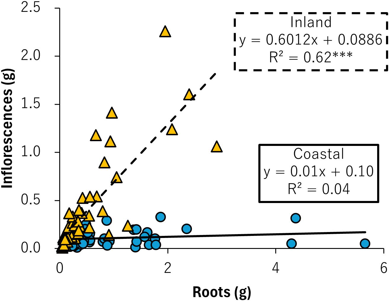 Scatter plot showing the relationship between roots (x-axis, grams) and inflorescences (y-axis, grams). Inland data points are yellow triangles, exhibiting a positive trend with equation \(y = 0.6012x + 0.0886\) and \(R^2 = 0.62\). Coastal data points are blue circles, with a nearly flat trendline, equation \(y = 0.01x + 0.10\) and \(R^2 = 0.04\).
