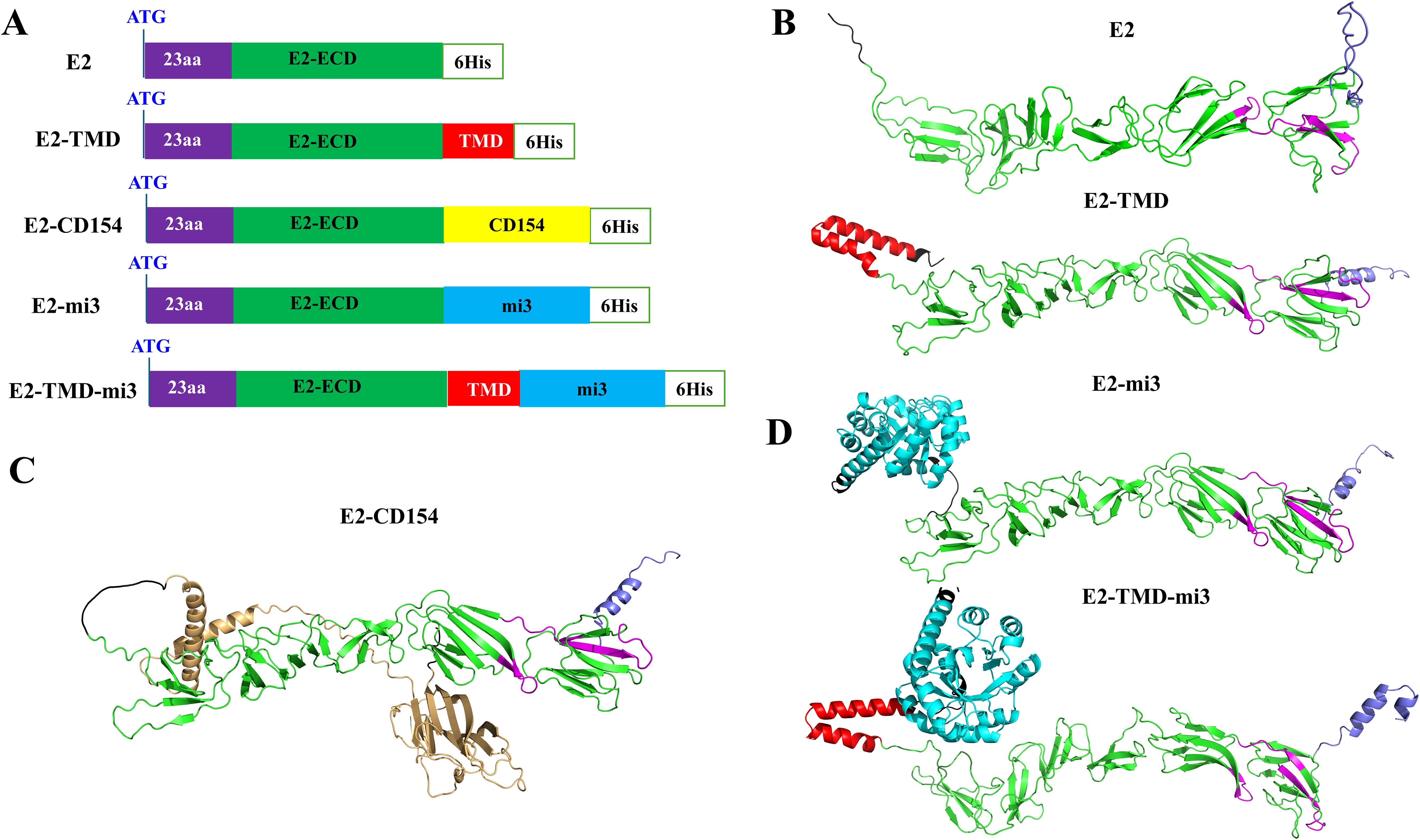 Diagram showing five protein constructs and their 3D structures. (A) Linear representations: E2, E2-TMD with transmembrane domain (TMD), E2-CD154 with CD154, E2-mi3, and E2-TMD-mi3. (B-D) 3D structures: E2-TMD with a red TMD helix; E2-CD154 and E2-mi3 show domain arrangements; E2-TMD-mi3 combines TMD and mi3 domains. Colors highlight different protein regions.