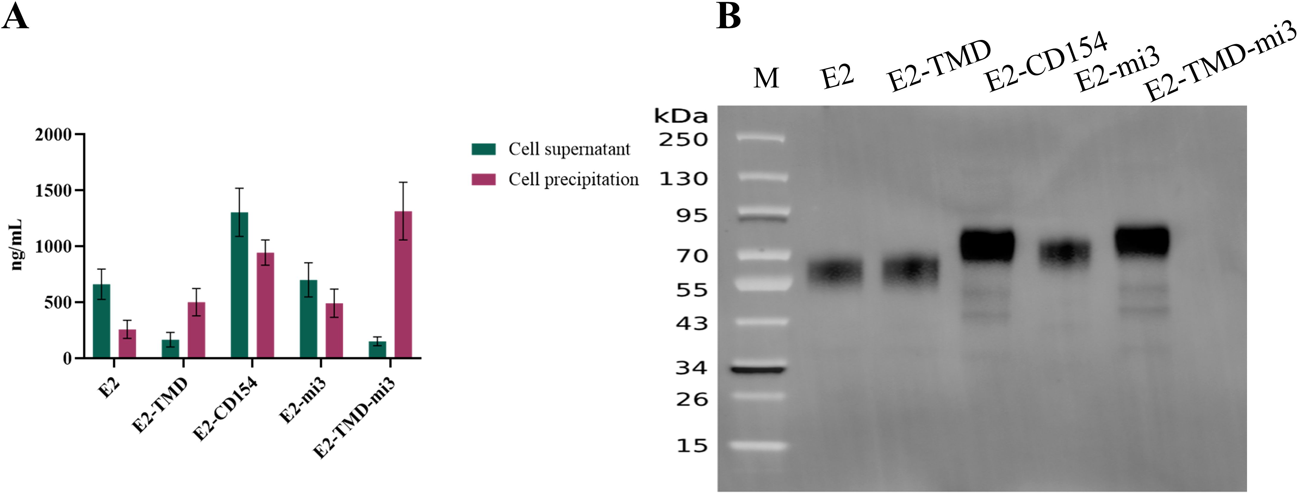 Panel A shows a bar graph comparing the concentrations of cell supernatant and cell precipitation measured in nanograms per milliliter for E2, E2-TMD, E2-CD154, E2-mi3, and E2-TMD-mi3. Panel B displays a Western blot image with protein bands for M, E2, E2-TMD, E2-CD154, E2-mi3, and E2-TMD-mi3, alongside a molecular weight marker in kilodaltons.