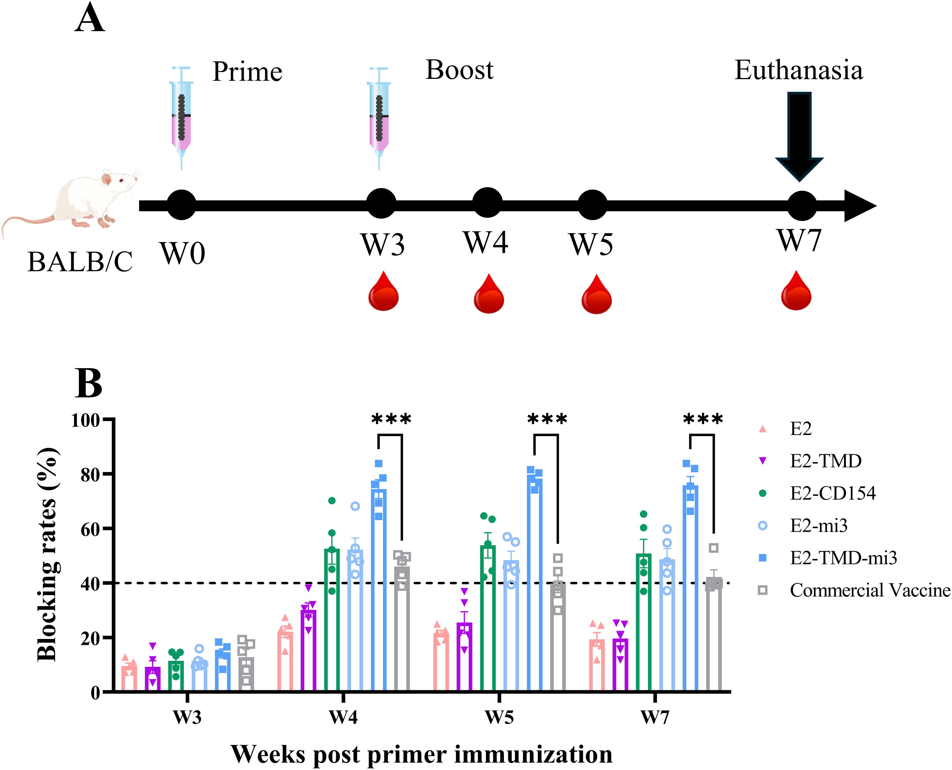 Diagram with two parts: (A) Immunization timeline for BALB/C mice, showing prime at week zero and boost at week three, with blood collection at weeks three, four, five, and seven, ending in euthanasia. (B) Bar graph showing blocking rates in percent over weeks three to seven post-immunization, comparing different vaccine treatments, with E2-TMD-mi3 showing significantly higher rates. Statistical significance is indicated by asterisks.
