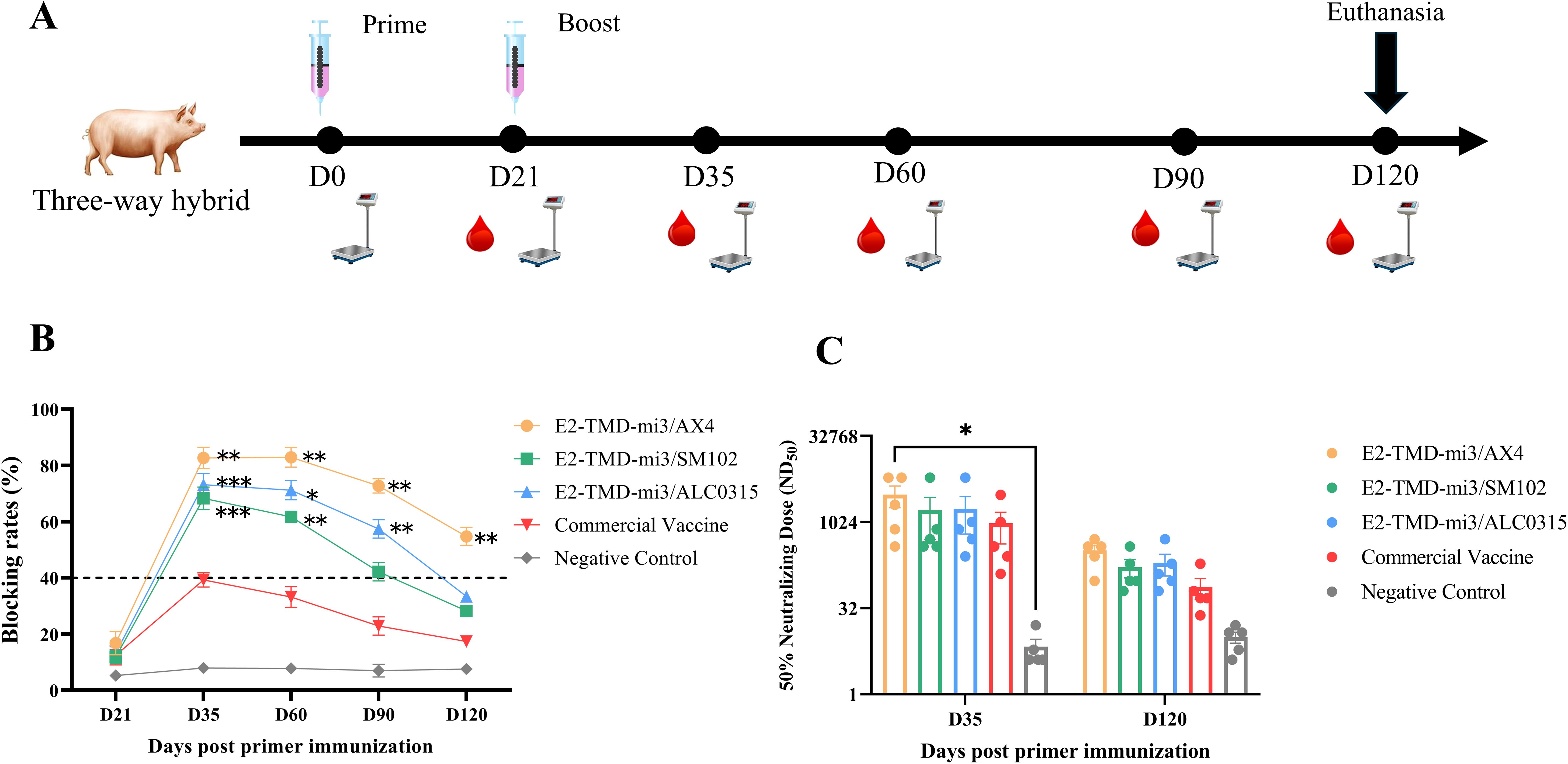 Diagram illustrating an experimental timeline and results for a vaccine study on three-way hybrid pigs. Part A shows vaccinations at days zero and twenty-one, with blood samples and weight measurements taken periodically until euthanasia on day one hundred twenty. Part B is a line graph of blocking rates over time, showing different vaccine formulations. Part C is a bar graph of neutralizing dose fifty percent (NDâ‚…â‚€) on days thirty-five and one hundred twenty, comparing vaccine types. Each figure uses specific colors for different vaccine formulations, with statistical significance indicated by asterisks.