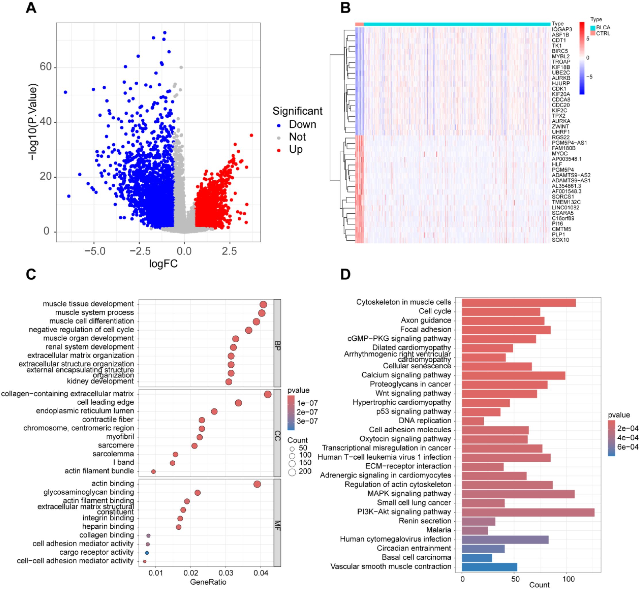 Panel A displays a volcano plot with log fold change on the x-axis and negative log p-value on the y-axis, highlighting significant downregulated (blue) and upregulated (red) genes. Panel B shows a heatmap of gene expression categorized by type, with a color gradient from blue to red. Panel C features a dot plot displaying gene ontology terms against gene ratio, with dot size indicating count and color representing p-value. Panel D includes a bar graph of pathway enrichment analysis, showing pathways with color-coded p-values and frequency.