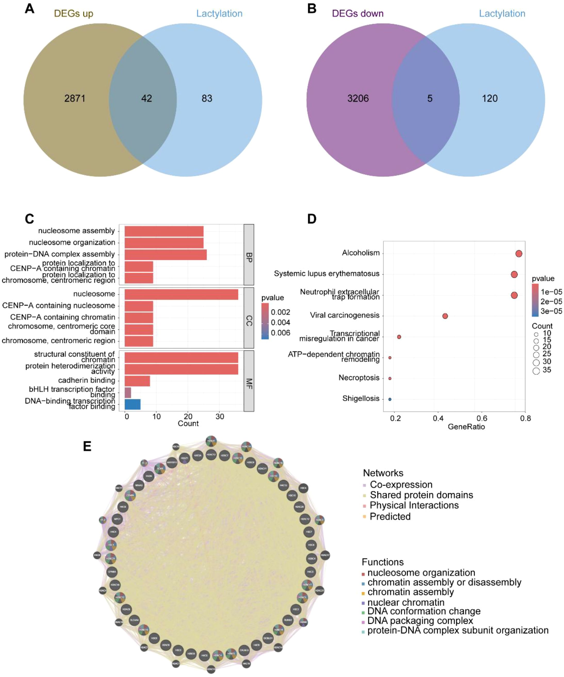 A five-part scientific visualization is detailed: (A) A Venn diagram compares upregulated DEGs and lactylation, highlighting 42 intersections. (B) A Venn diagram compares downregulated DEGs and lactylation, showing 5 intersections. (C) A bar graph categorizes biological processes, molecular functions, and cellular components, highlighting nucleosome assembly and chromatin interactions. (D) A dot plot illustrates gene set enrichment analysis with variables such as gene ratio and p-value, focusing on conditions like alcoholism and viral carcinogenesis. (E) A circular network diagram displays gene interactions related to nucleosome organization and chromatin assembly, with network functions and interactions indicated by color.