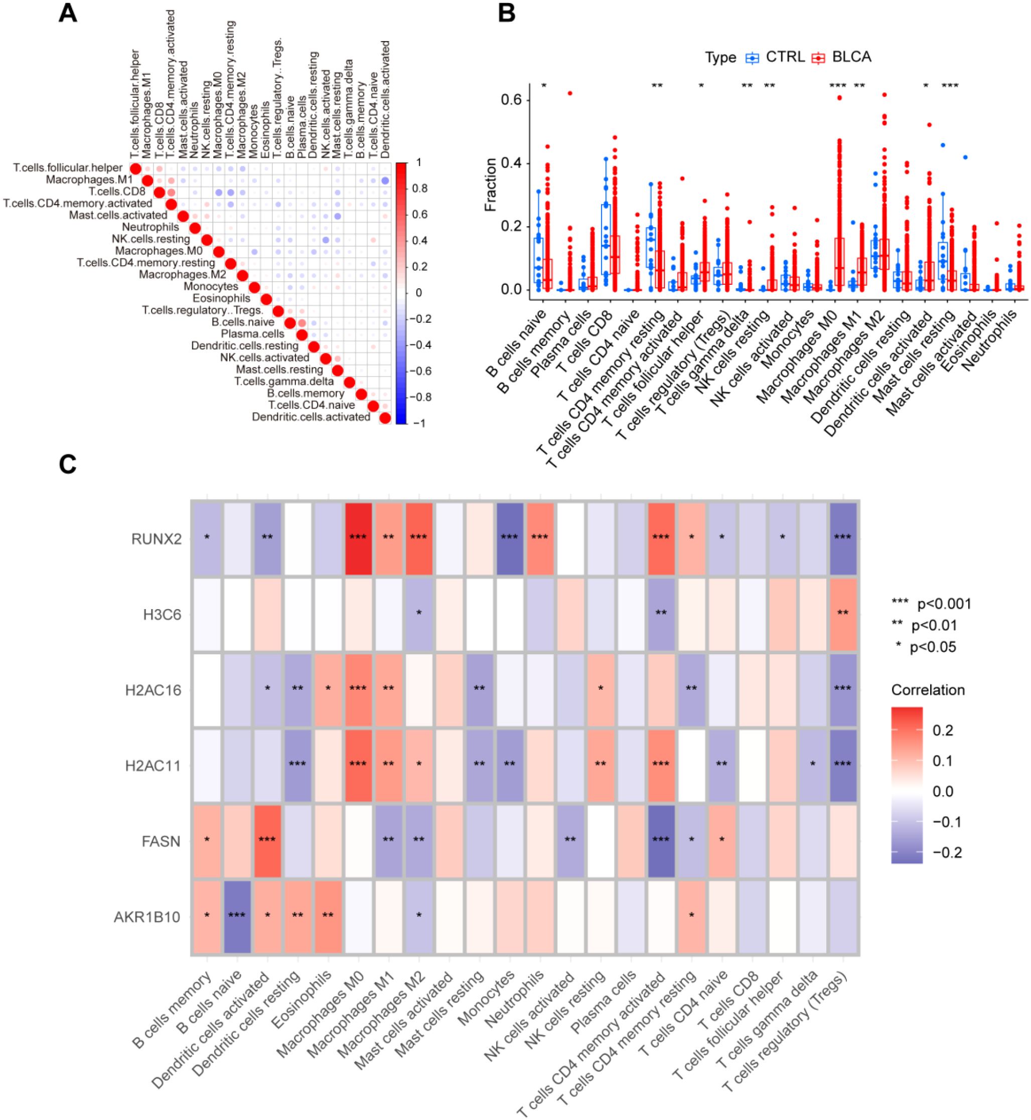 Panel A shows a correlation matrix of immune cell types, with red and blue circles indicating positive and negative correlations, respectively. Panel B is a bar graph comparing the fraction of various immune cells between control (CTRL) and bladder cancer (BLCA) patients, with significance levels marked. Panel C displays a heatmap of correlations for specific genes (RUNX2, H3C6, H2AC16, H2AC11, FASN, AKR1B10) with immune cell types, with significance levels indicated by stars and a color scale from red (positive) to blue (negative).