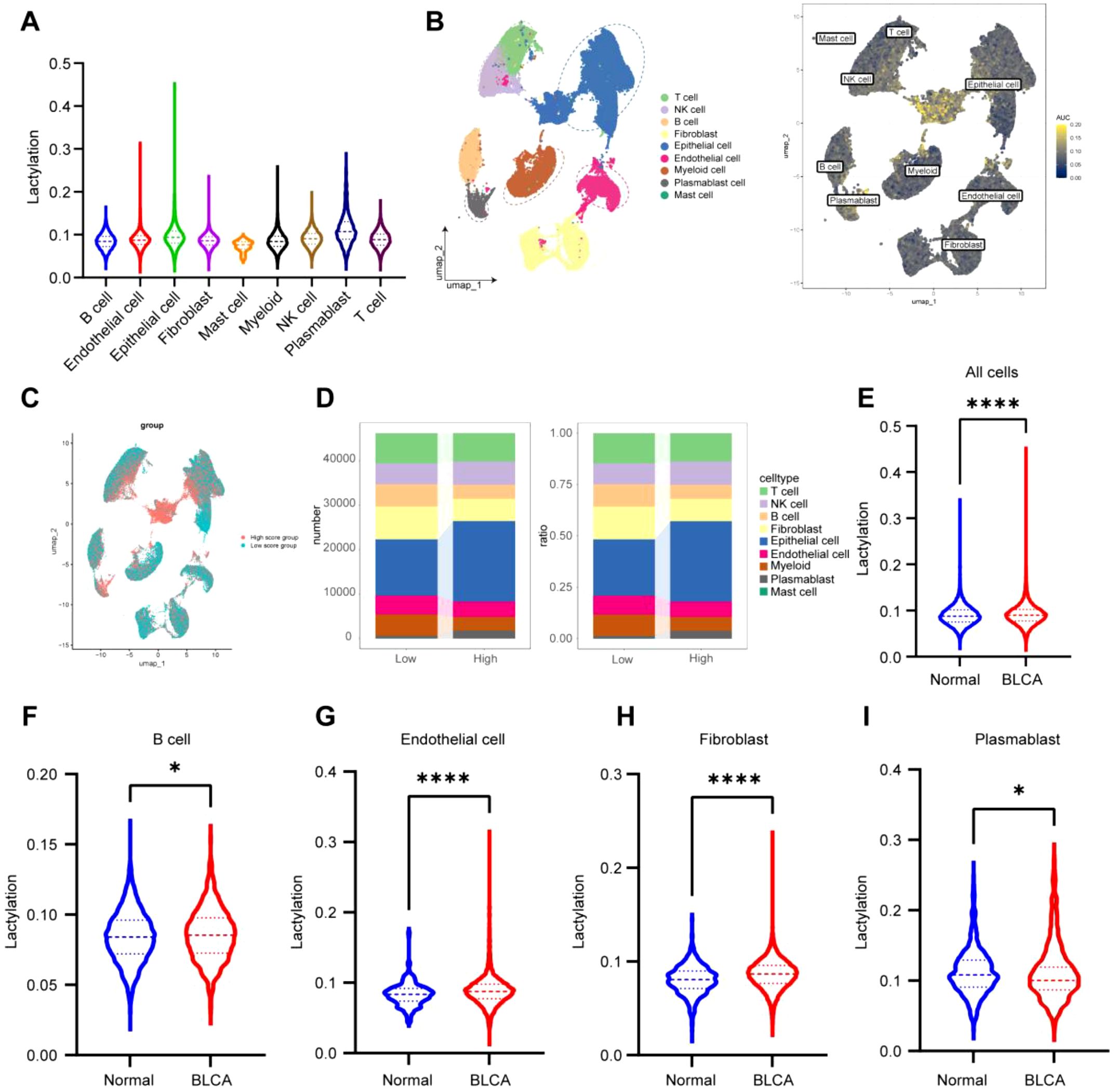 Panel A shows violin plots of lactylation levels across various cell types. Panel B displays UMAP plots highlighting different cell types and AUC values. Panel C presents UMAP plots divided by high and low score groups. Panel D includes bar charts comparing cell type counts and ratios between low and high groups. Panel E to I show violin plots comparing lactylation in normal versus BLCA cells for all cells, B cells, endothelial cells, fibroblasts, and plasmablasts, with statistical significance indicated.
