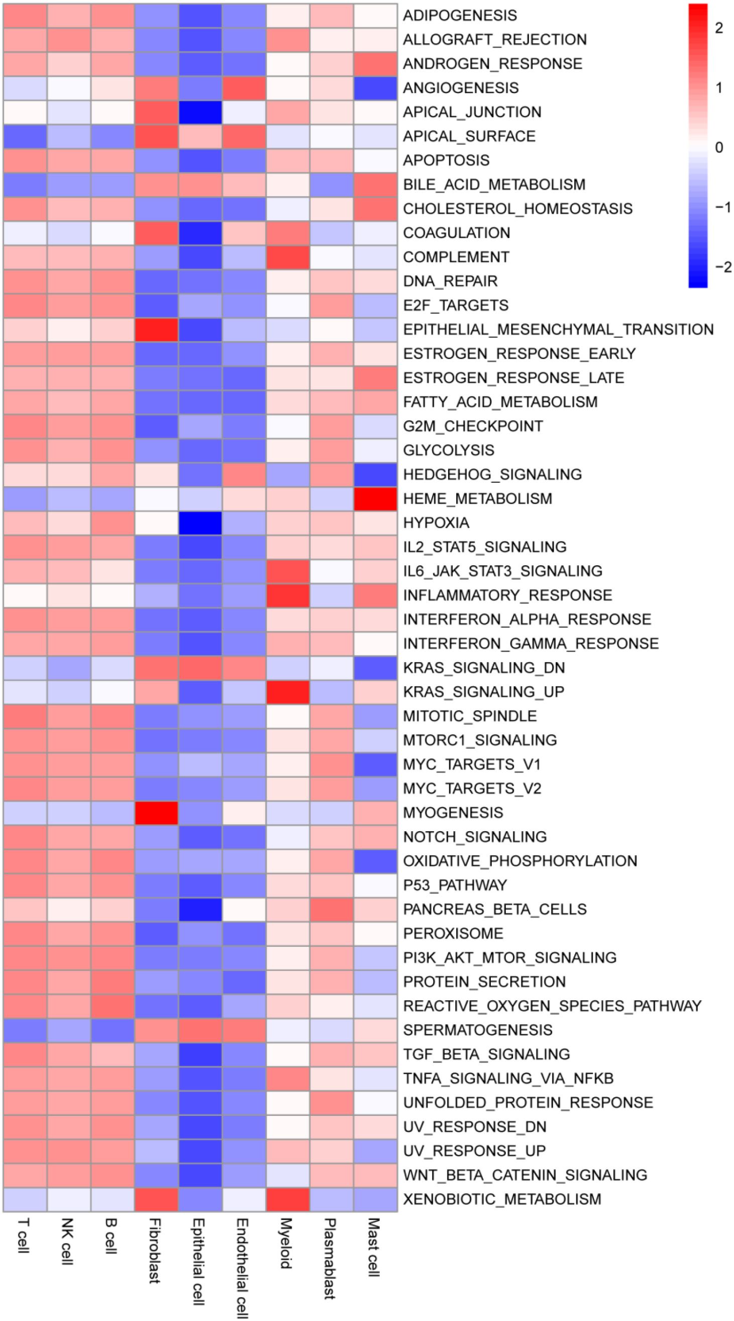 Heatmap displaying gene expression across various cell types and pathways. Rows represent pathways like “ADIPOGENESIS” and “DNA_REPAIR,” while columns denote cell types including “T cell” and “Fibroblast.” Colors range from red to blue, indicating expression levels from high to low. A color scale on the right provides a legend for interpretation.