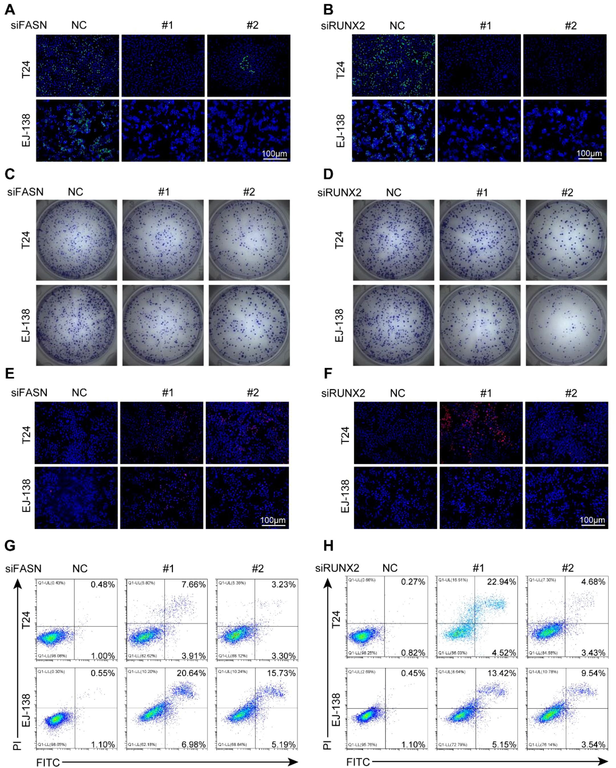 Panel A and B show fluorescence microscopy images of T24 and EJ-138 cells stained with siFASN and siRUNX2, displaying varying fluorescence intensities. Panel C and D contain colony formation assays for the same cell lines under siFASN and siRUNX2 conditions, revealing differences in colony numbers. Panel E and F display further microscopy images for additional analysis. Panel G and H consist of flow cytometry plots illustrating cell distribution based on FITC and PI staining, highlighting differences between siFASN and siRUNX2 treatments. Each panel is organized into columns for specific siRNA treatments and numbered conditions.