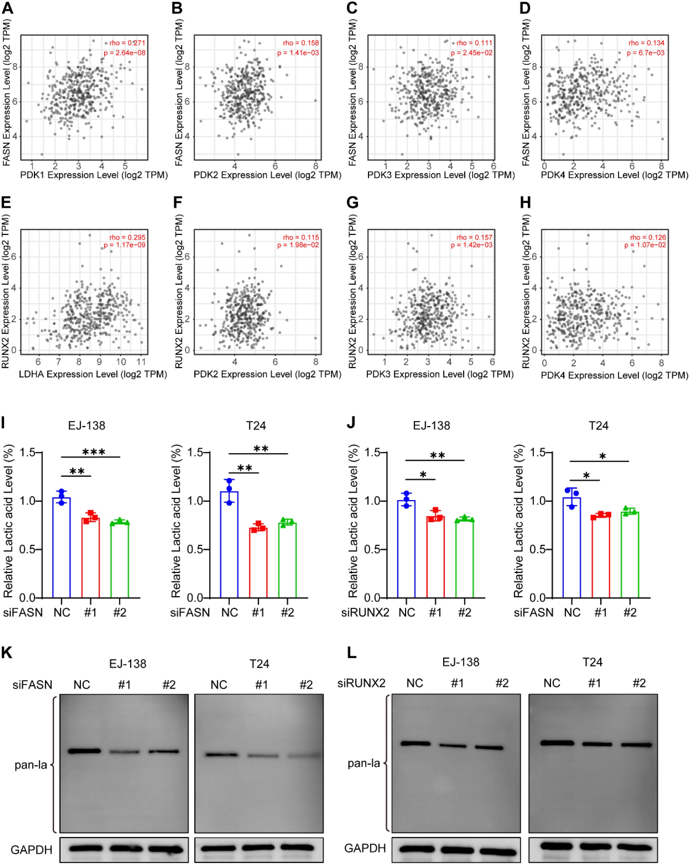 Scatter plots (A-H) show correlations between gene expression levels of FASN, RUNX2, PDKs, and LDHA in log scale with correlation coefficients and p-values highlighted. Bar graphs (I-J) display relative lactic acid levels with statistical significance indicated between siFASN, siRUNX2, and negative controls in EJ-138 and T24 cell lines. Western blots (K-L) show protein levels of pan-la and GAPDH under different conditions for the same cell lines.