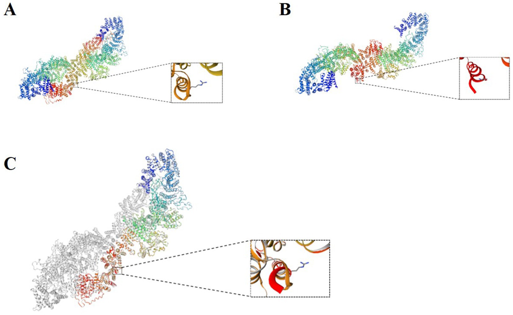 Three panels labeled A, B, and C show molecular structures with highlighted segments. Panel A depicts a colorful molecular structure with a zoomed-in section in brown. Panel B features a similar structure with a zoom on a red segment. Panel C shows the same molecular structure in grayscale except for a highlighted colored segment, with a zoom focusing on the red part of the structure.