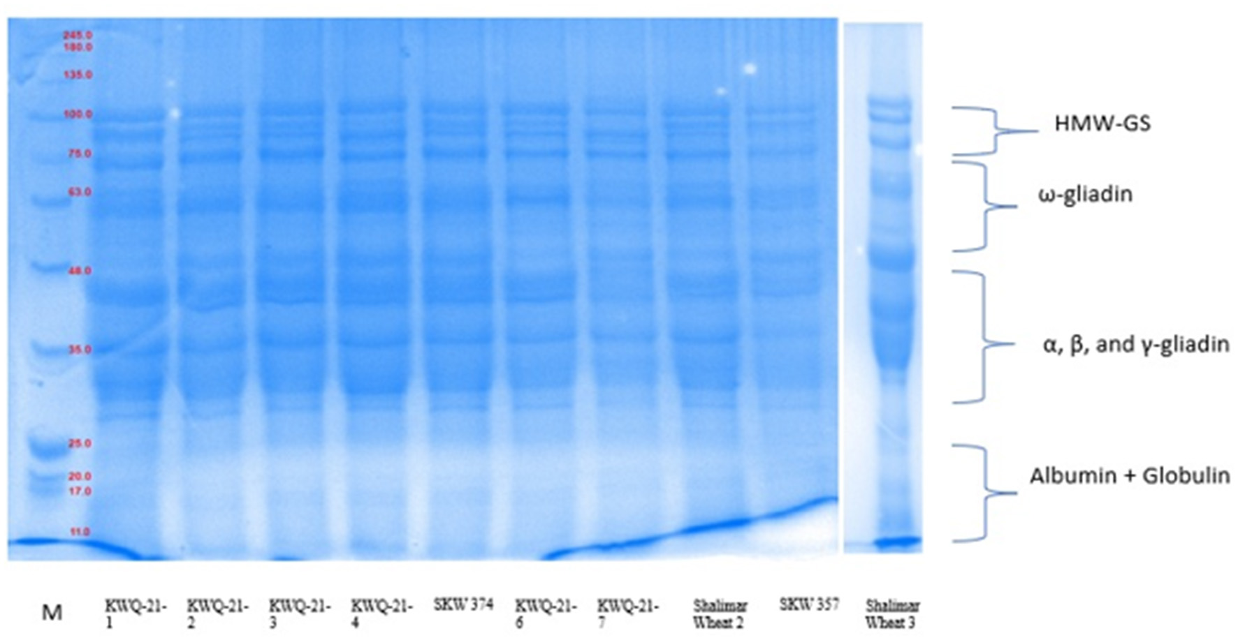 Protein electrophoresis gel displays molecular weight markers and multiple lanes loaded with different wheat samples. Bands are labeled as HMW-GS, ω-gliadin, α, β, and γ-gliadin, and Albumin + Globulin. The marker band sizes range from 10 to 180 kilodaltons.