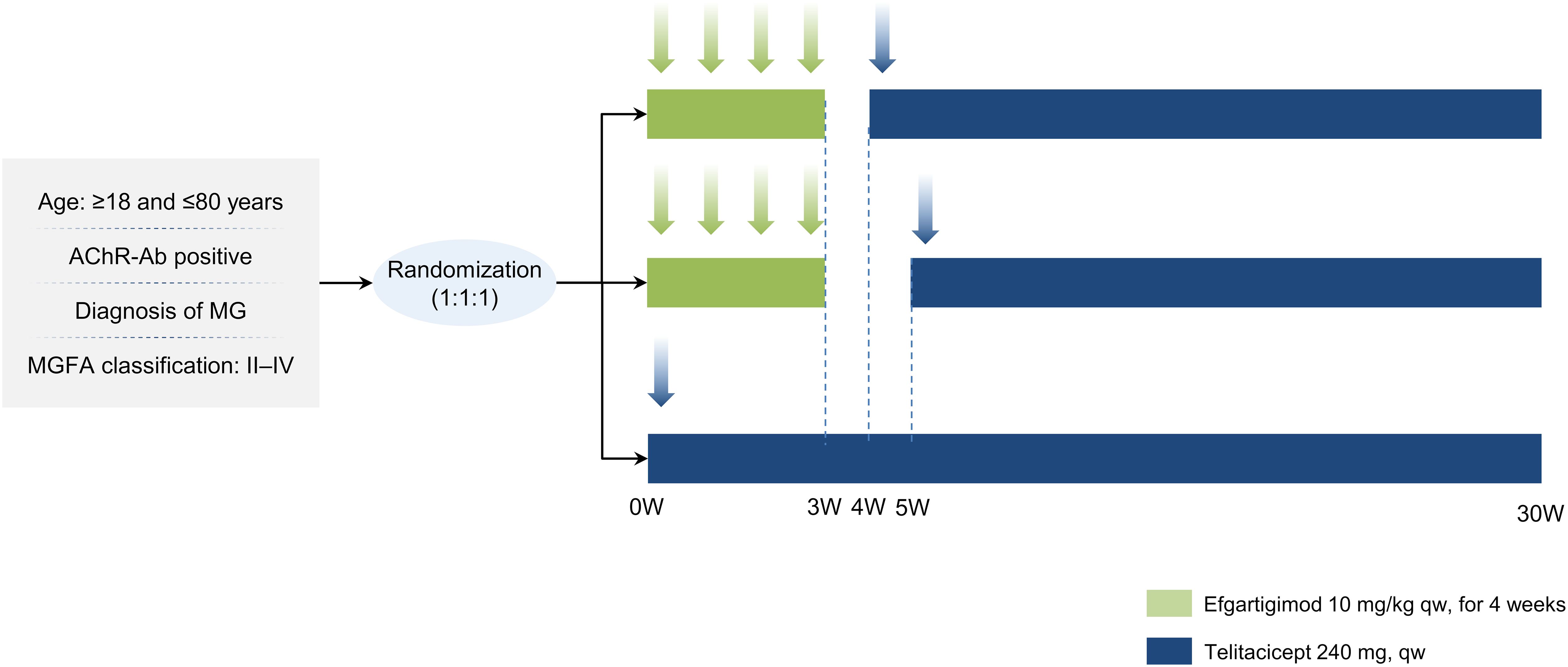 Flowchart depicting a study design for patients aged eighteen to eighty with AChR-Ab positive myasthenia gravis (MG), classified MGFA II-IV. Randomized into three groups (1:1:1), they receive either Efgartigimod (green bar, 10 mg/kg weekly for four weeks) or Telitacicept (blue bar, 240 mg weekly) over a period of thirty weeks. Timelines marked at zero, three, four, five, and thirty weeks. Arrows indicate treatment assignment.