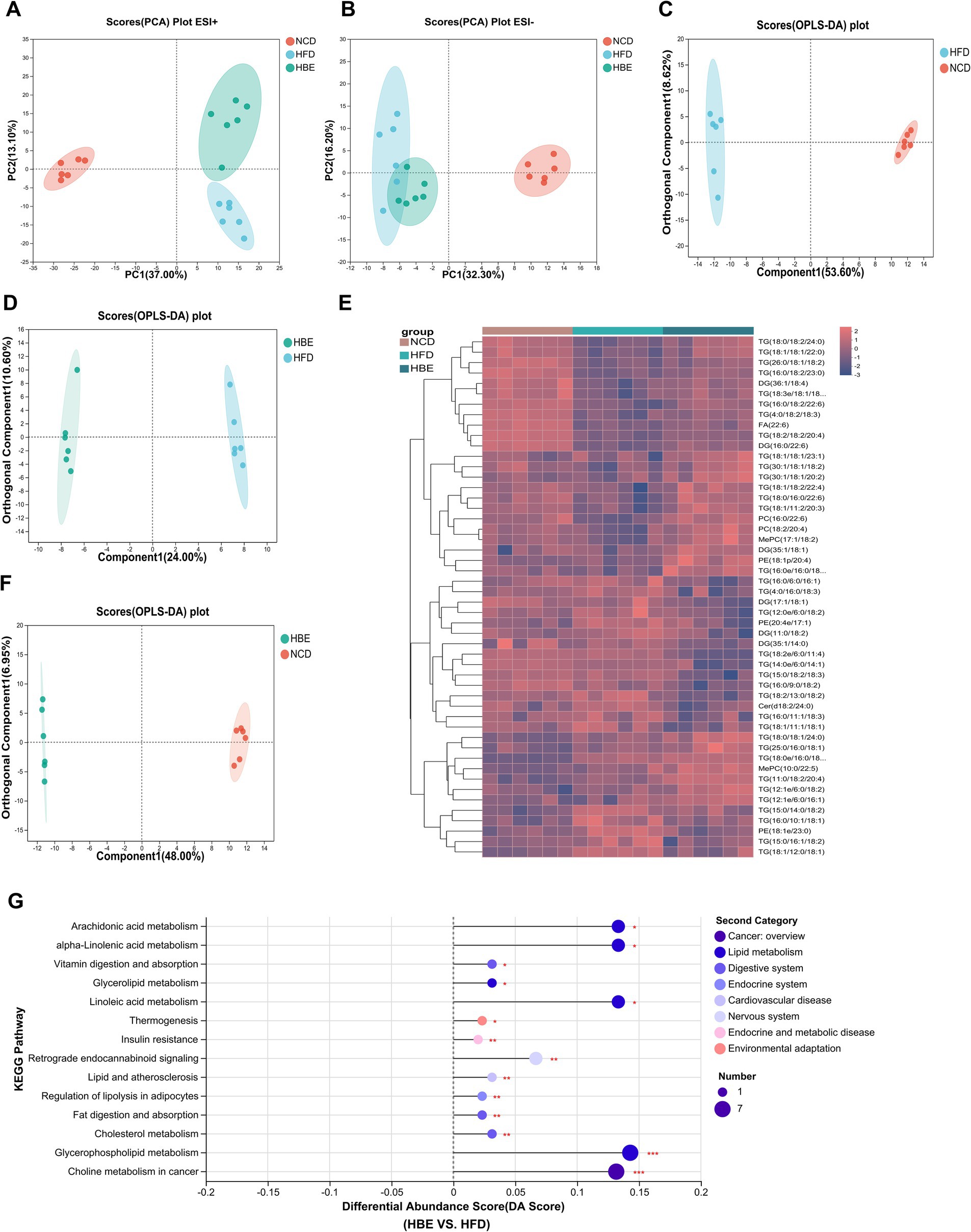 PCA and OPLS-DA score plots in panels A, B, C, D, and F display distinct clustering of NCD, HFD, and HBE groups. Panel E is a heatmap showing lipid compound levels in different groups, with hierarchical clustering. Panel G is a dot plot illustrating differential abundance scores between the HBE and HFD groups across various KEGG pathways, highlighting lipid metabolism and disease pathways.