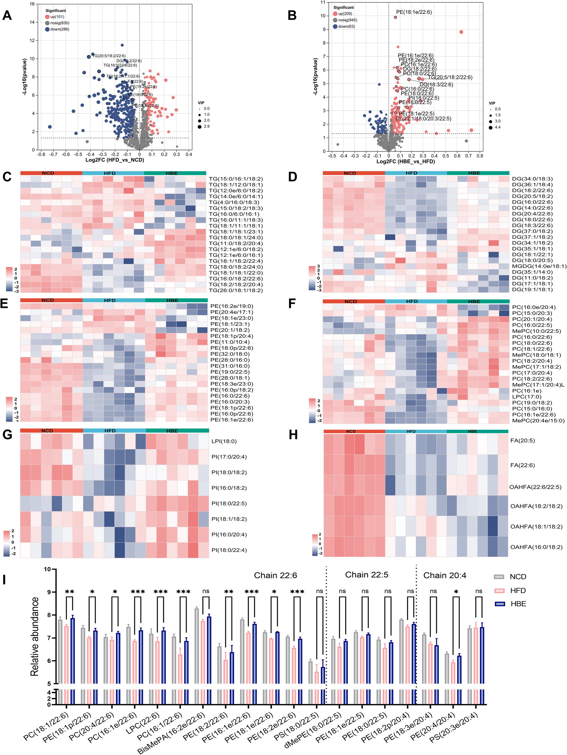 The diagram contains multiple panels showing scientific data: Panels A and B display scatter plots with log2 fold change on the x-axis and negative log10 p-value on the y-axis, highlighting significant data points in different colors and sizes based on VIP scores. Panels C to H present heatmaps for various lipid species across different conditions: NCD, HFD, and HBE, with color gradients indicating abundance. Panel I features a bar chart comparing the relative abundance of specific lipid chains (22:6, 22:5, 20:4) in the same conditions, with statistical significance marked by asterisks.