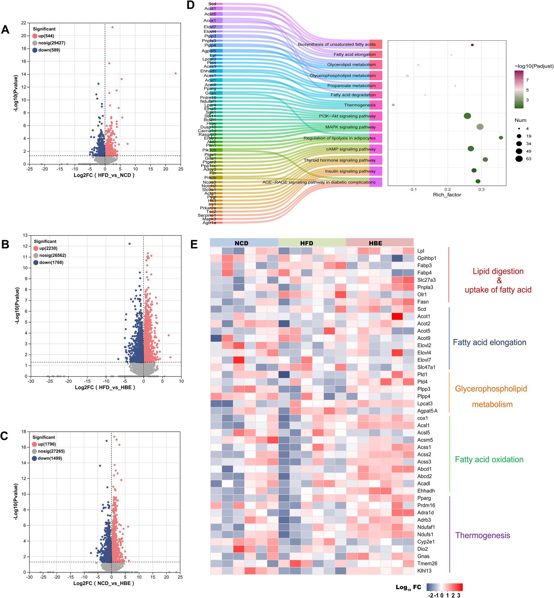 Graphs and charts compare different dietary conditions. Panels A to C are volcano plots showing gene expression changes in various comparisons, with significant genes highlighted. Panel D is an enrichment analysis diagram illustrating pathways like fatty acid metabolism. Panel E is a heatmap displaying expression levels of genes associated with lipid digestion, fatty acid elongation, and other metabolic processes across three conditions: NCD, HFD, and HBE.