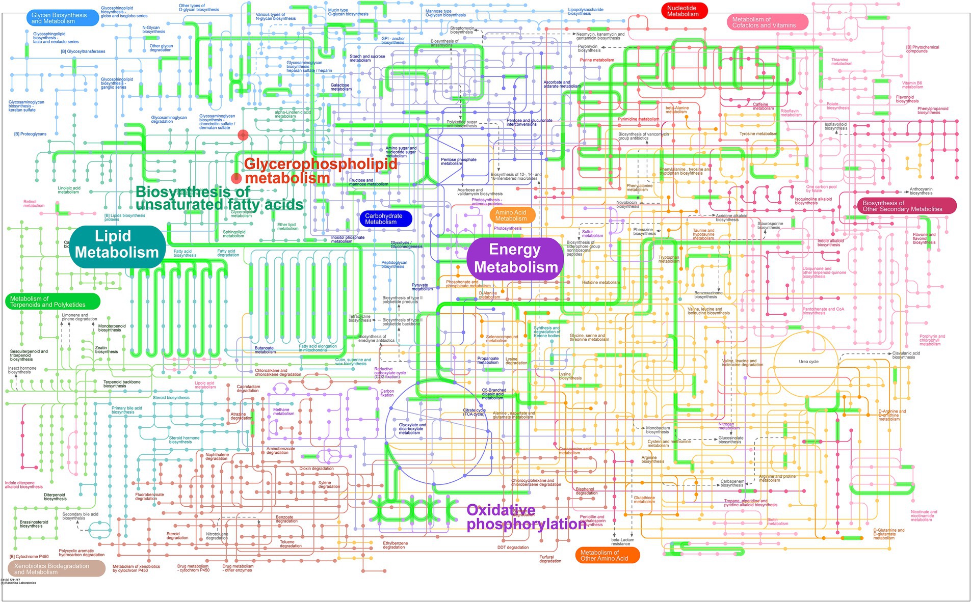 Detailed metabolic pathways map showing interconnected processes like energy metabolism, lipid metabolism, glycerophospholipid metabolism, and oxidative phosphorylation. Various pathways are depicted with arrows connecting multiple metabolic processes and compounds.