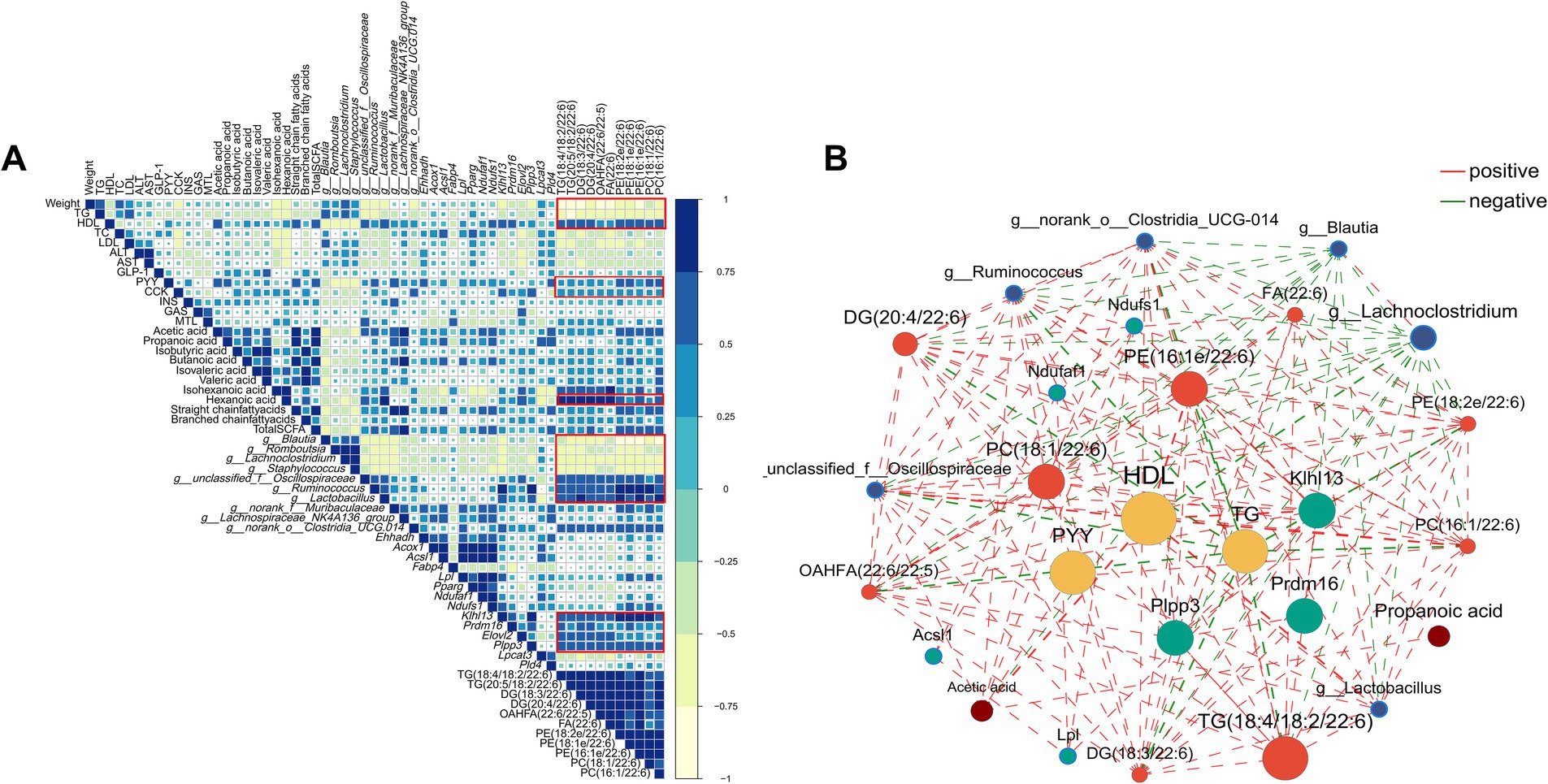 Panel A shows a correlation heatmapwith various biochemical and microbiological markers. Darker blue and lighter yellow indicates stronger correlation. Panel B is a network diagram of relationships among markers, with red and green lines representing positive and negative relationships, respectively. Nodes vary in size and color based on their significance in the network.