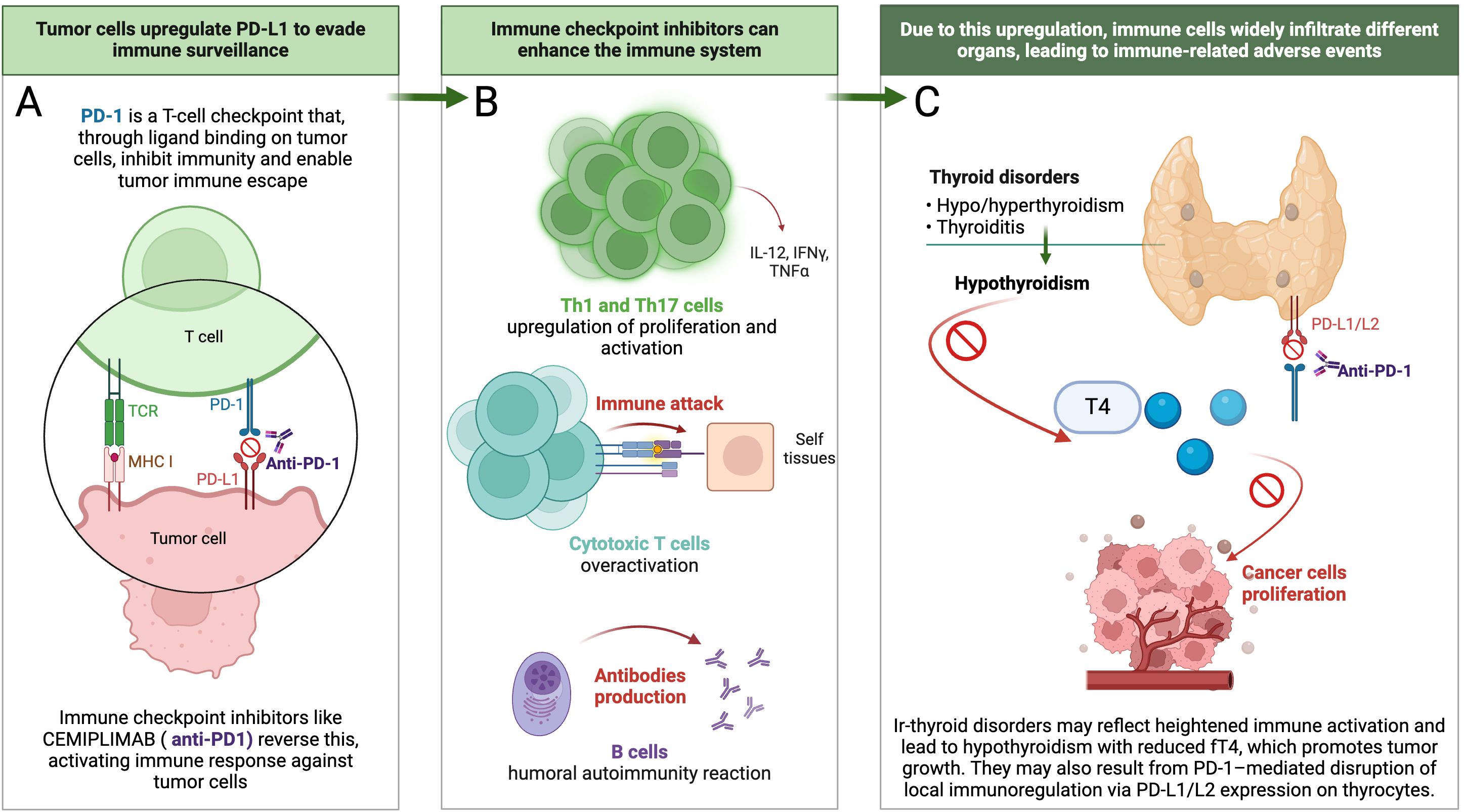 Diagram illustrating the effects of PD-L1 and its inhibition on the immune system. Panel A shows tumor cells using PD-L1 to evade immune detection and how inhibitors like Cemiplimab activate T-cells. Panel B depicts the upregulation and activation of Th1 and Th17 cells, leading to immune attack and antibody production. Panel C illustrates potential adverse events, like thyroid disorders, due to immune cell infiltration, with a focus on hypothyroidism and cancer cell proliferation related to PD-L1/PD-1 pathways.