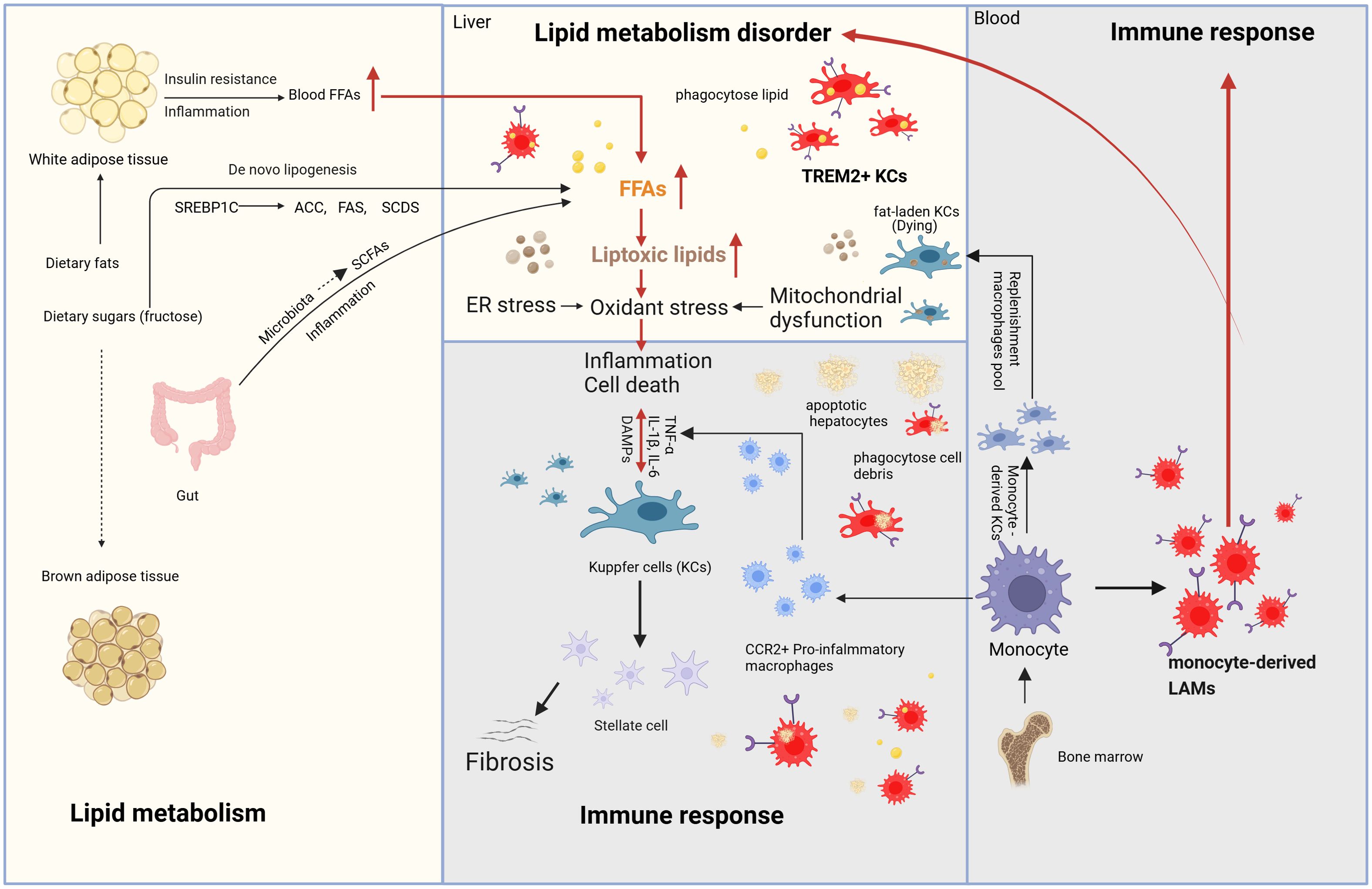 Diagram illustrating the relationship between lipid metabolism and immune response. It highlights how dietary fats and sugars affect white and brown adipose tissue, leading to insulin resistance and inflammation. This process increases blood free fatty acids (FFAs) and lipotoxic lipids, causing ER stress, oxidant stress, and mitochondrial dysfunction. Kupffer cells, TREM2+ KCs, and monocyte-derived LAMs are involved in phagocytosis and cell death. The diagram also shows fibrosis development through stellate cells and the role of CCR2+ pro-inflammatory macrophages, linking liver and blood interactions in lipid metabolism disorders.