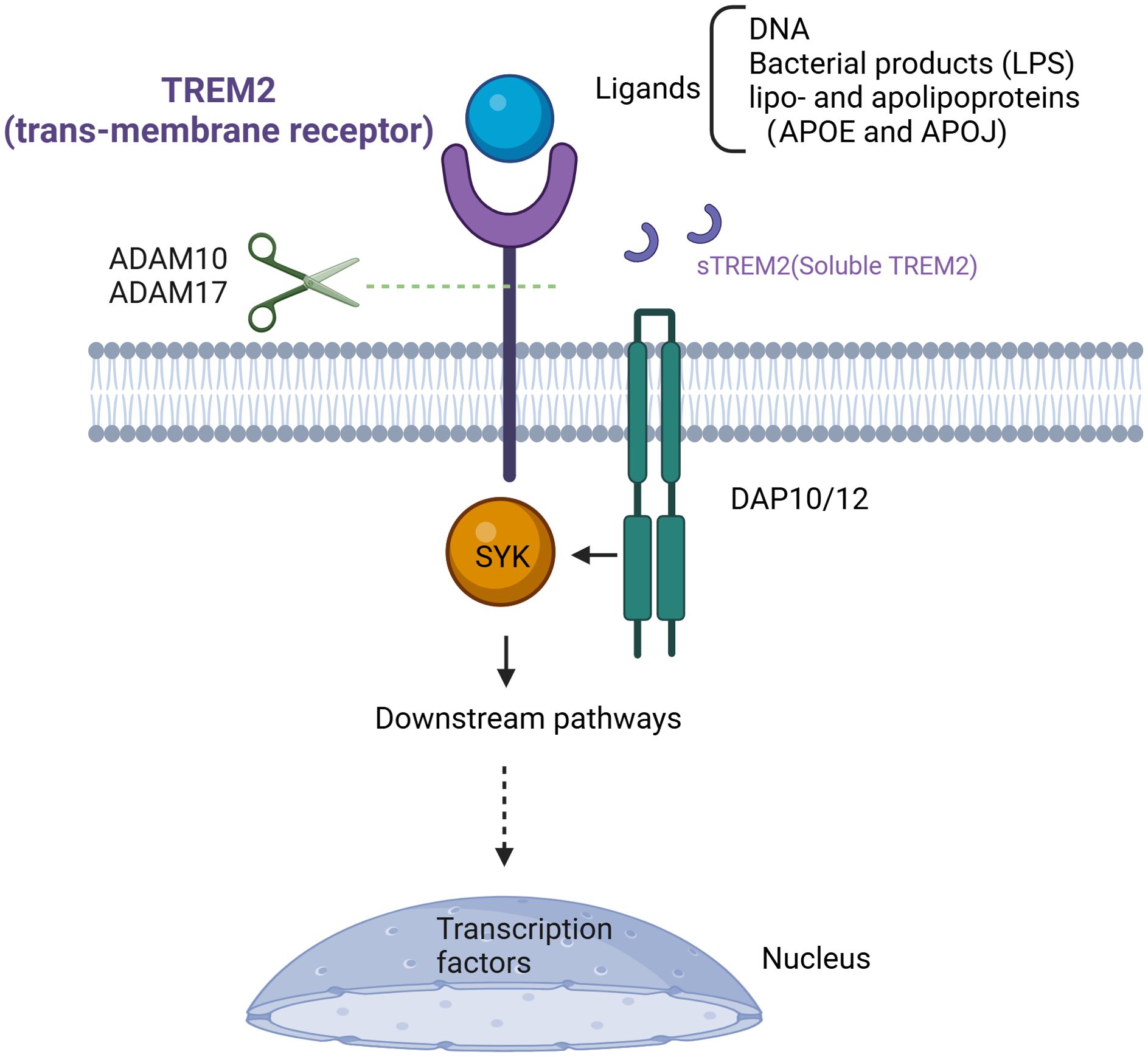 Illustration of the TREM2 trans-membrane receptor pathway. Ligands, including DNA and bacterial products like lipopolysaccharides, bind to TREM2, initiating downstream pathways. ADAM10 and ADAM17 enzymes cleave TREM2, releasing soluble TREM2 (sTREM2). DAP10/12 complex activates SYK protein, leading to transcription factor activation in the nucleus.