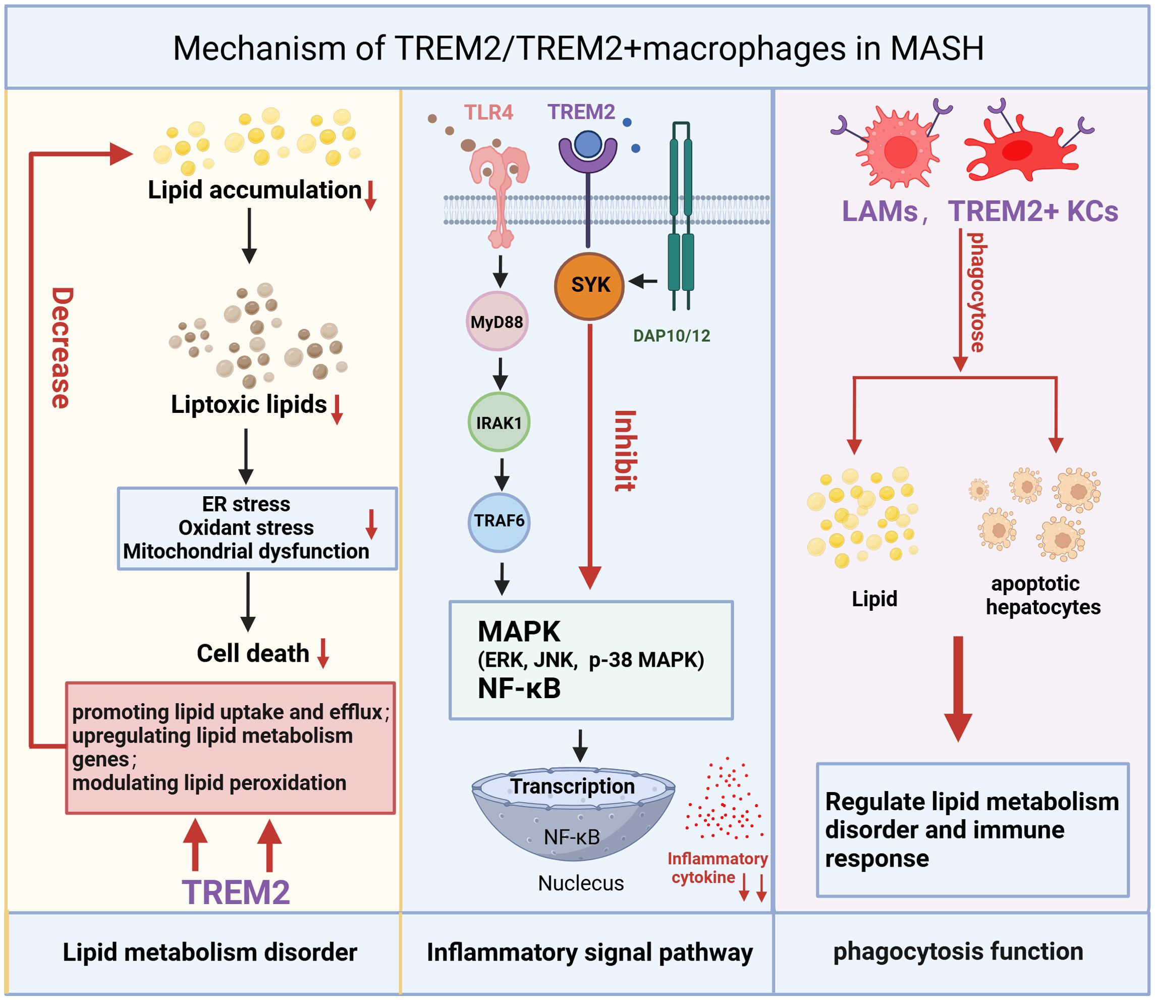 Flowchart illustrating the mechanism of TREM2 and TREM2+ macrophages in MASH. It shows how lipid accumulation decreases lipotoxic lipids, leading to reduced ER stress, oxidant stress, and mitochondrial dysfunction, ultimately decreasing cell death. TREM2 influences lipid metabolism by promoting uptake and efflux and modulating peroxidation. The inflammatory signal pathway includes inhibition of MAPK and NF-κB transcription, reducing inflammatory cytokines. The phagocytosis function involves LAMs and TREM2+ KCs phagocytosing lipids and apoptotic hepatocytes, helping regulate lipid metabolism disorder and immune response.