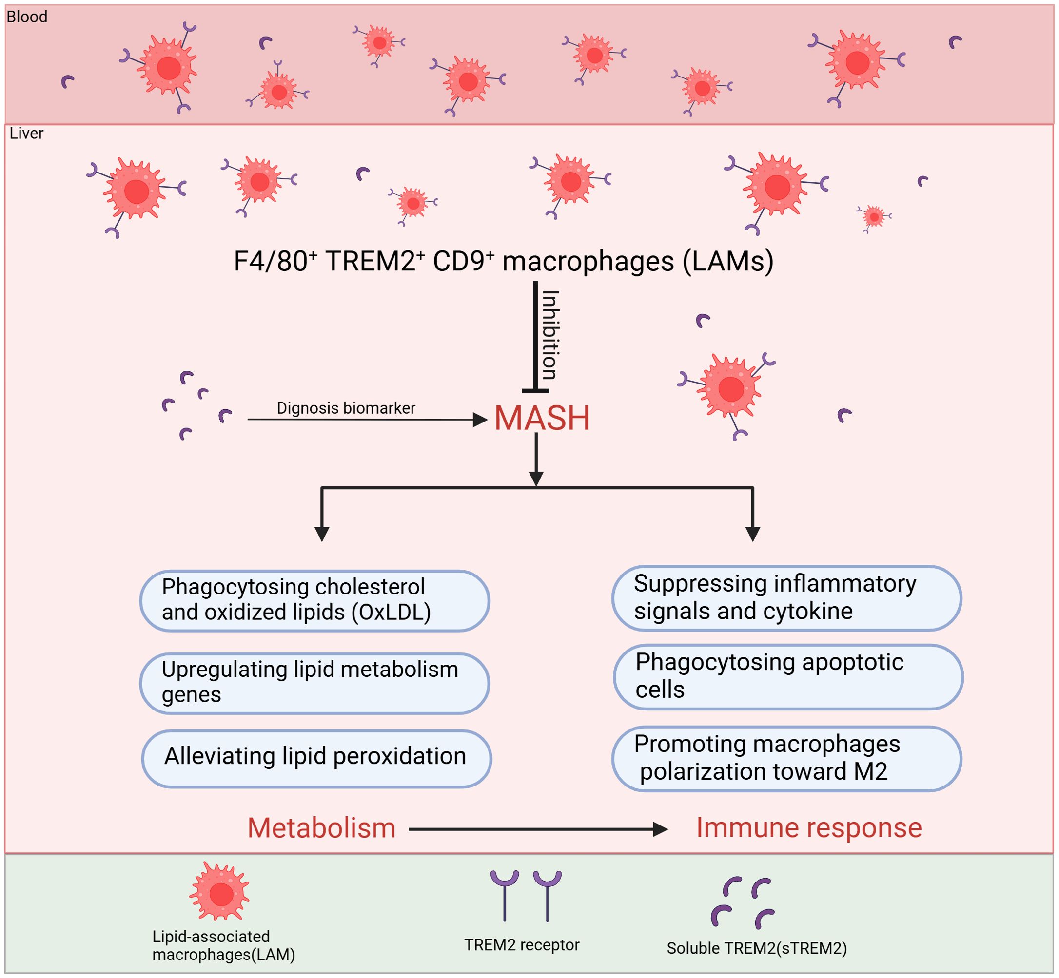 Diagram depicting lipid-associated macrophages (LAMs) in blood and liver, targeting metabolic dysfunction-associated steatohepatitis (MASH) through inhibition. LAMs perform phagocytosis of cholesterol, suppress inflammatory signals, upregulate lipid metabolism genes, alleviate lipid peroxidation, phagocytose apoptotic cells, and promote macrophage polarization toward M2. Label indicates metabolism and immune response. Components include TREM2 receptors and soluble TREM2.