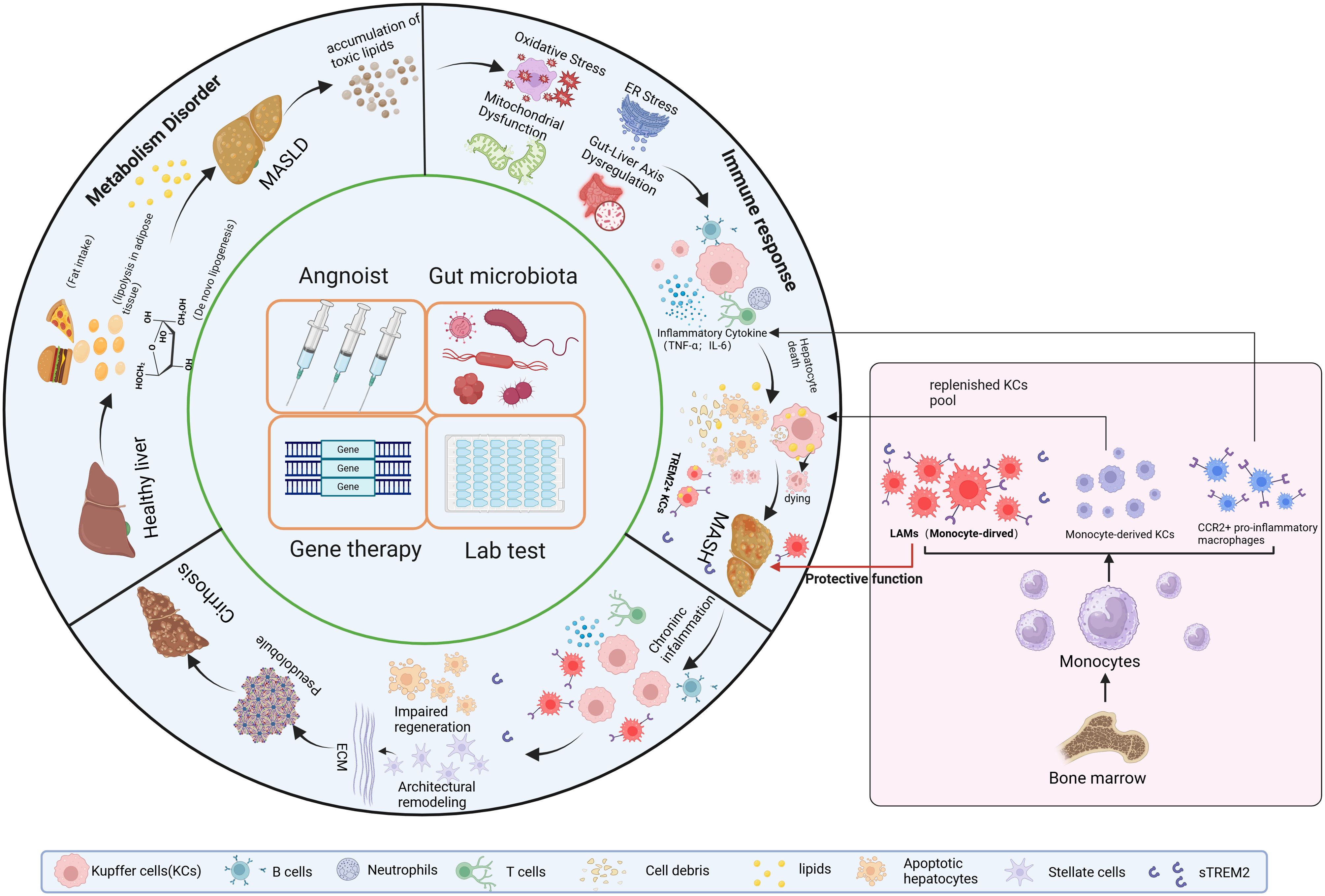 Circular diagram illustrating the progression from a healthy liver to liver disorders, focusing on factors like metabolism disorders, oxidative stress, immune response, and chronic inflammation. Central elements include gene therapy, lab tests, gut microbiota, and anagonist. The diagram shows pathways of liver cell death and inflammation, highlighting macrophage roles and liver remodeling processes. Representations include foods, liver images, cells, and molecular structures. Includes a legend for Kupffer cells, B cells, neutrophils, and other elements.