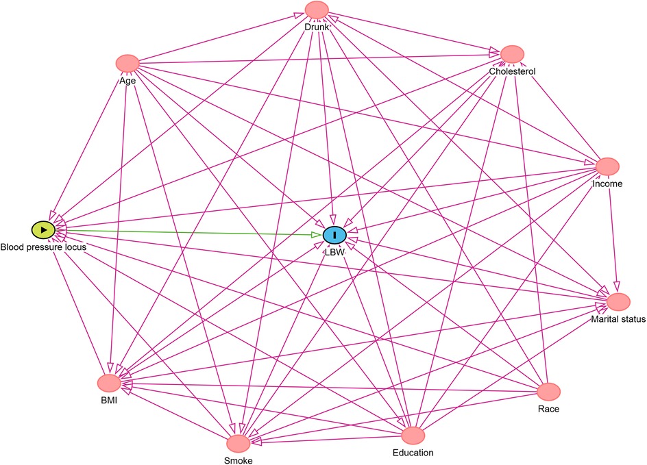 Network diagram showing interconnected factors affecting a blood pressure locus and LBW (low birth weight). Factors include age, smoking, BMI, cholesterol, race, education, income, drinking, and marital status. Arrows indicate directional influences, with pink lines showing various connections.