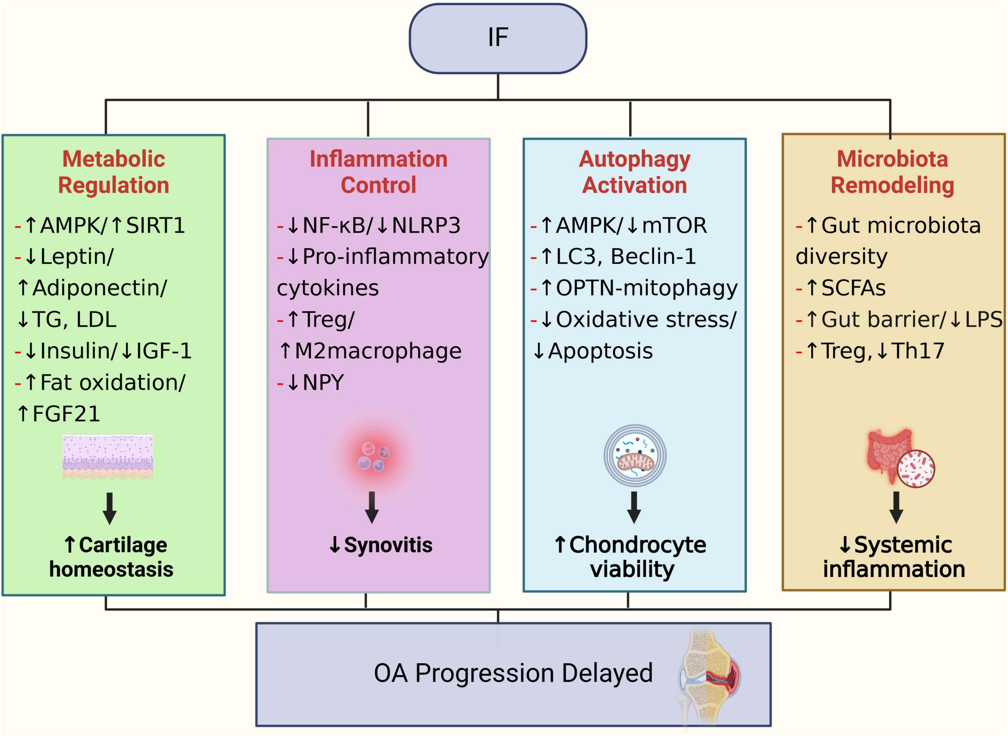 Diagram illustrating how intermittent fasting (IF) affects osteoarthritis progression. Four mechanisms are shown: Metabolic Regulation, Inflammation Control, Autophagy Activation, and Microbiota Remodeling. Each mechanism lists specific biochemical changes. Arrows indicate effects such as increased cartilage homeostasis, decreased synovitis, increased chondrocyte viability, and decreased systemic inflammation, ultimately delaying osteoarthritis progression.