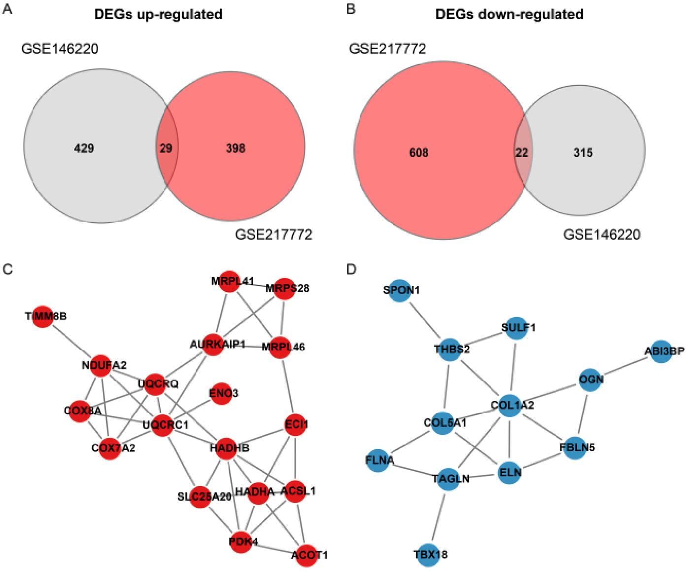 Venn diagrams and network graphs summarize differentially expressed genes (DEGs). Panels A and B show up-regulated and down-regulated DEGs between datasets GSE146220 and GSE217772, with overlapping regions indicating common genes. Panels C and D feature interconnected networks of DEGs, depicted as red and blue nodes with connecting lines indicating interactions among them, highlighting potential functional associations.