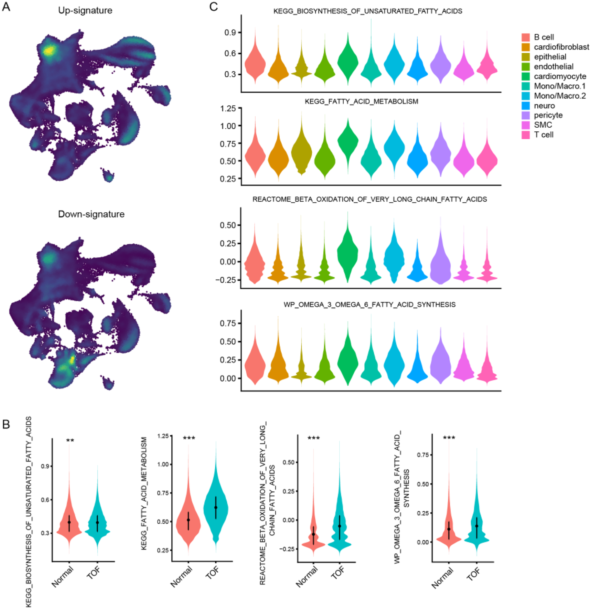 Panel A shows two concentric UMAP plots labeled \"Up-signature\" and \"Down-signature\" with color gradients. Panel B presents four violin plots comparing fatty acid-related pathways between normal and TOF conditions. Panel C displays violin plots showing cell type-specific expressions of various fatty acid synthesis and metabolism pathways, with a legend indicating different cell types.