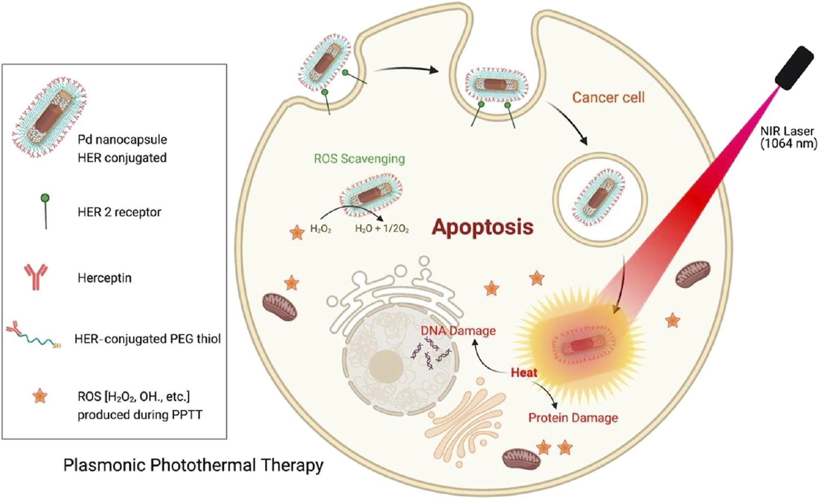 Diagram illustrating plasmonic photothermal therapy. A Pd nanocapsule, conjugated with Herceptin, targets a HER2 receptor on a cancer cell, entering the cell and causing reactive oxygen species production. An NIR laser induces heat, leading to protein, DNA damage, and apoptosis. A legend on the left identifies components: HER2 receptor, Herceptin, HER-conjugated PEG thiol, ROS.