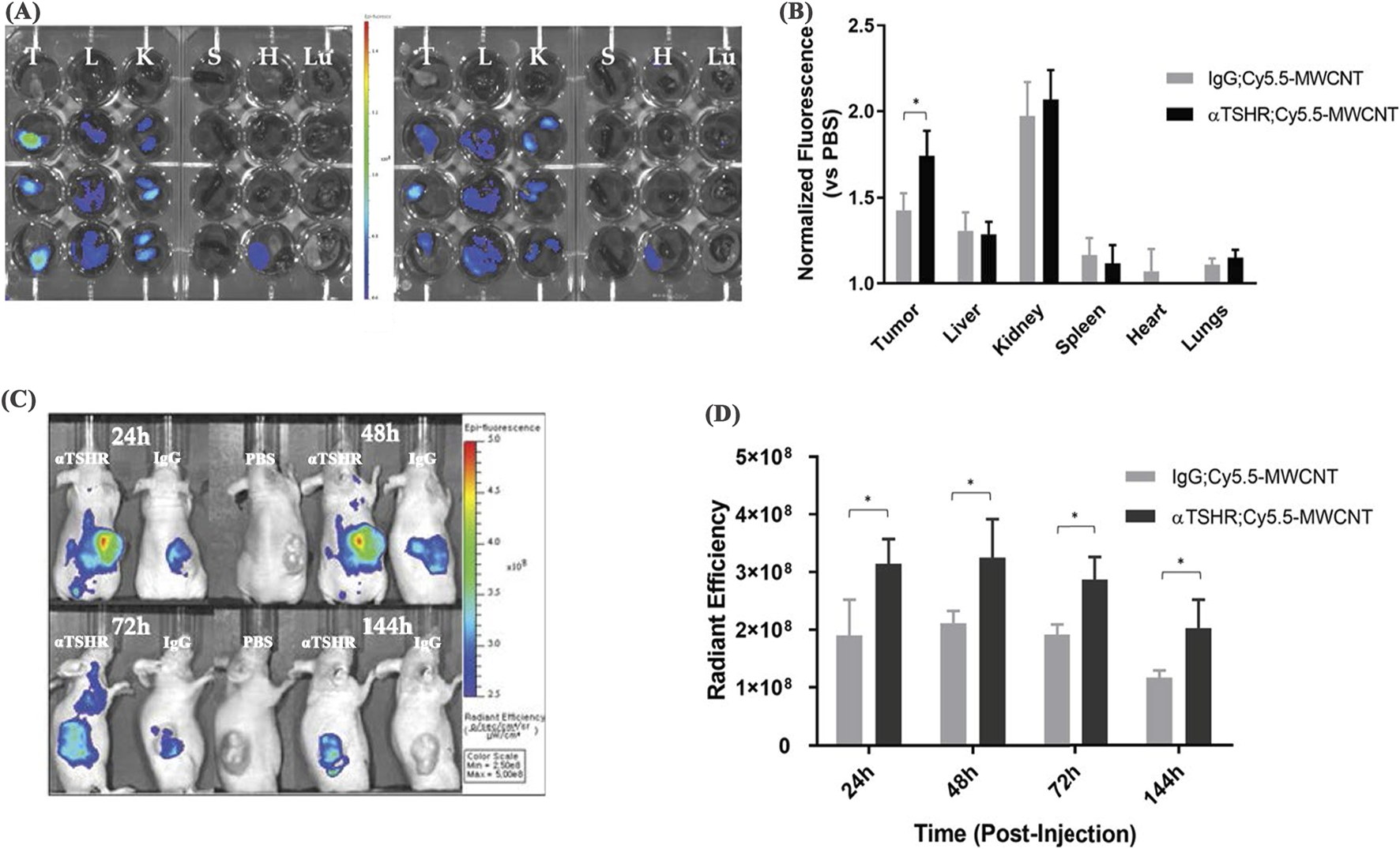 (A) Fluorescent imaging of tissue samples showing uptake in tumors, liver, kidney, spleen, heart, and lungs with color scale for intensity. (B) Bar graph displaying normalized fluorescence in tumors and liver with significant differences noted. (C) In vivo imaging of mice at different time points (24, 48, 72, 144 hours) post-injection showcasing fluorescence intensity across treatment groups. (D) Bar graph illustrating radiant efficiency over time, comparing IgG and αTSHR treatment, with significance markers.