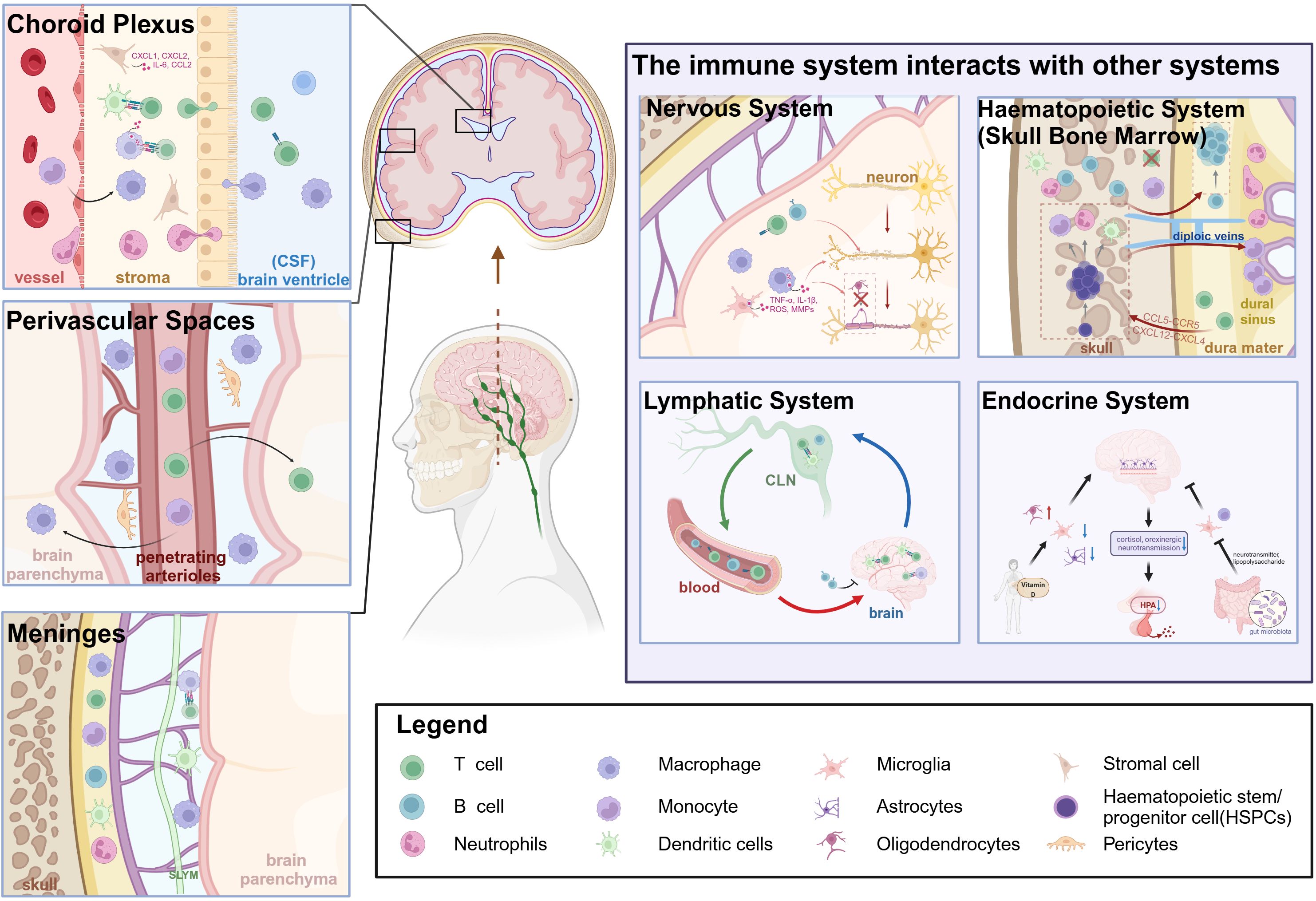 Diagram illustrating the interaction between the immune system and other body systems, including the nervous, hematopoietic, lymphatic, and endocrine systems. It shows cellular components like T cells, B cells, macrophages, and interactions at the choroid plexus, perivascular spaces, and meninges. The brain’s immune interactions with each system are depicted, highlighting processes like neurotransmission and blood vessel functions. A legend identifies various cell types.