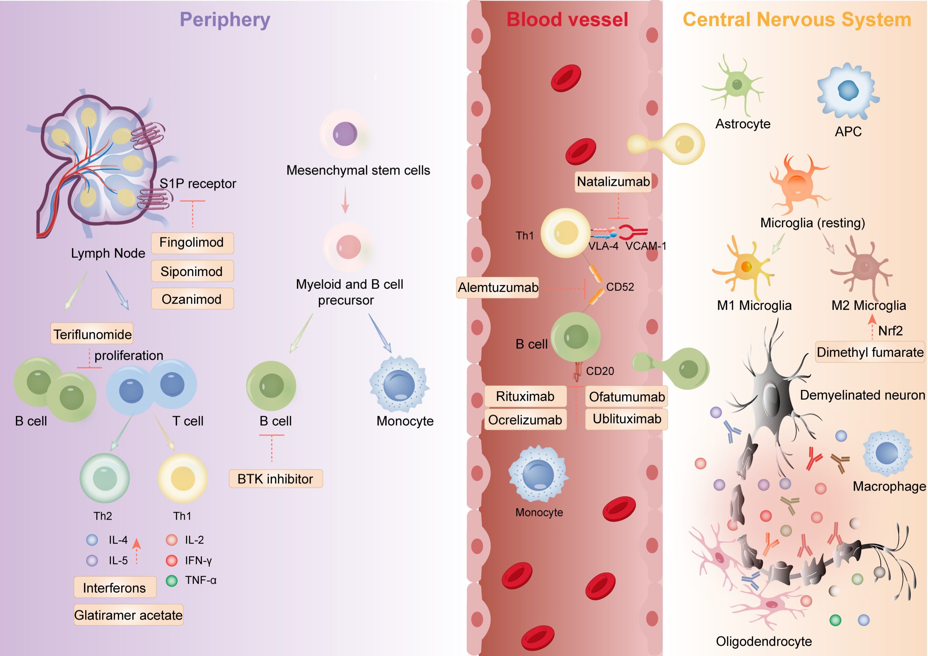 Diagram illustrating the interaction of lymphocytes and monocytes across three areas: the periphery, blood vessels, and central nervous system. In the periphery, drugs like fingolimod affect S1P receptors in lymph nodes. In blood vessels, therapies such as alemtuzumab and natalizumab target Th1 and B cells. In the central nervous system, agents like dimethyl fumarate influence microglia and neurons. The image shows various cells, including stem cells, B cells, T cells, and monocytes, and their interactions with pharmaceuticals.