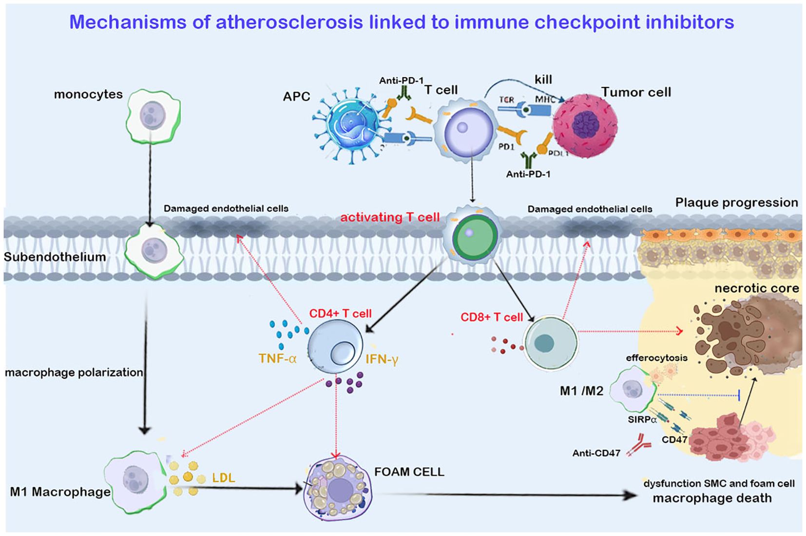 Diagram illustrating mechanisms of atherosclerosis linked to immune checkpoint inhibitors. It shows interactions between monocytes, T cells, macrophages, and tumor cells, highlighting endothelial cell damage, foam cell formation, and plaque progression. Arrows indicate processes like macrophage polarization, efferocytosis, and cell death. Key molecules such as Anti-PD-1, TNF-α, and CD47 are labeled, demonstrating their roles in these mechanisms.