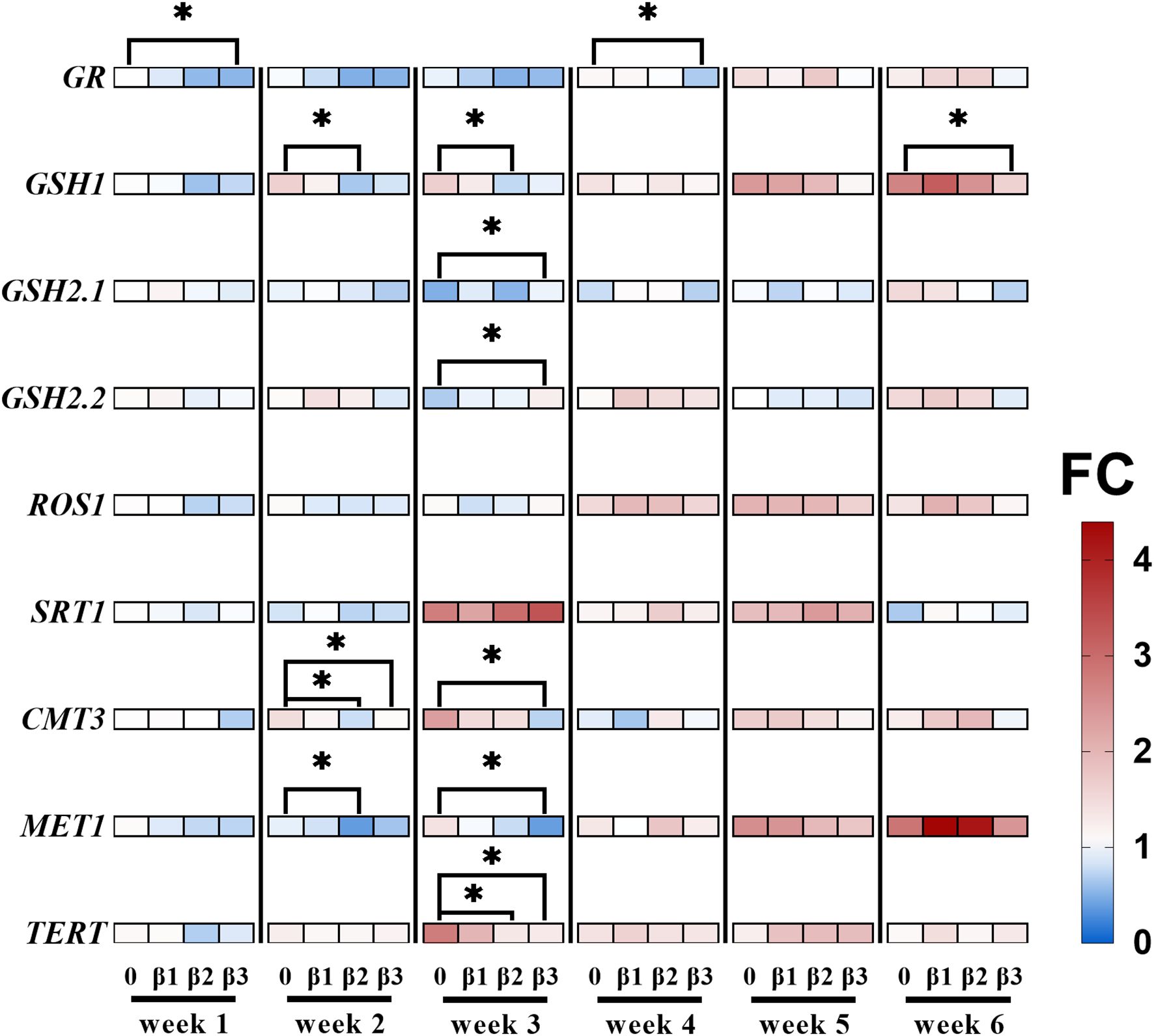 Heatmap displaying fold change (FC) data across six weeks for genes GR, GSH1, GSH2.1, GSH2.2, ROS1, SRT1, CMT3, MET1, and TERT. Colors range from blue (low FC) to red (high FC) with significant changes marked by asterisks. Each gene has rows for weeks one to six, with columns labeled 0, β1, β2, and β3.