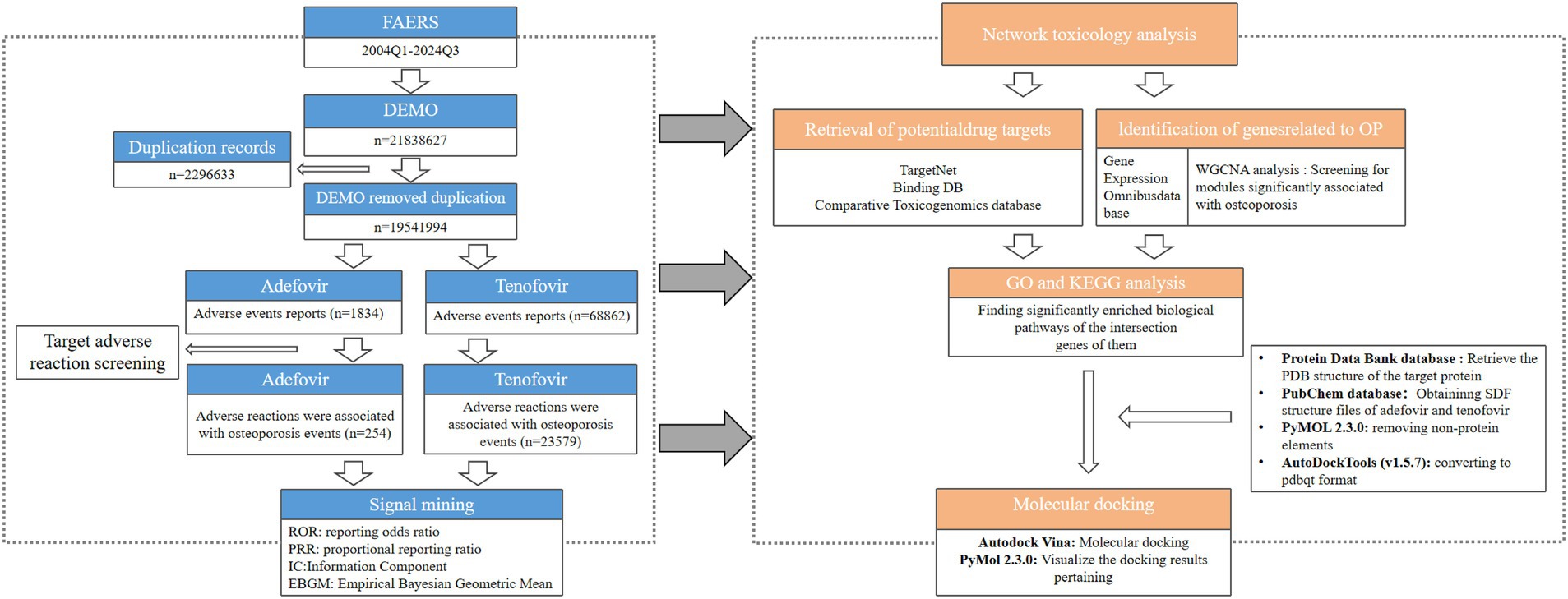 Flowchart detailing a process beginning with the FAERS data from 2004 to 2024, showing duplication records and removal steps, leading to adverse event reports for Adefovir and Tenofovir. It further outlines target adverse reaction screening linked to osteoporosis events. Right side shows network toxicology analysis, including potential drug target retrieval, gene identification, GO and KEGG analysis, and molecular docking using databases like Protein Data Bank and PubChem. Concludes with tools for visualizing docking results using AutoDock Vina and PyMOL.